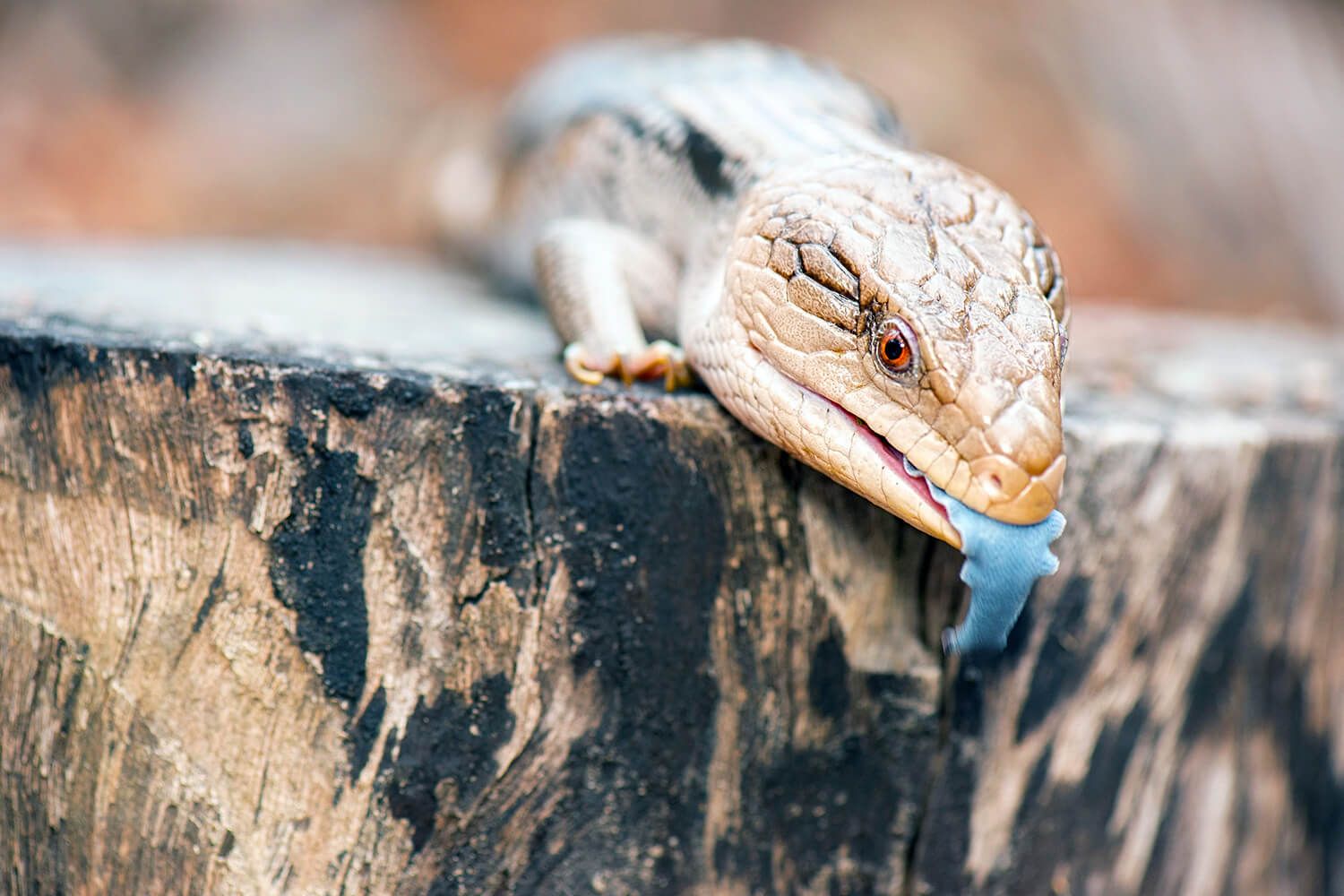 1500x1000 Blue Tongued Skink. Burpee Museum Of Natural History