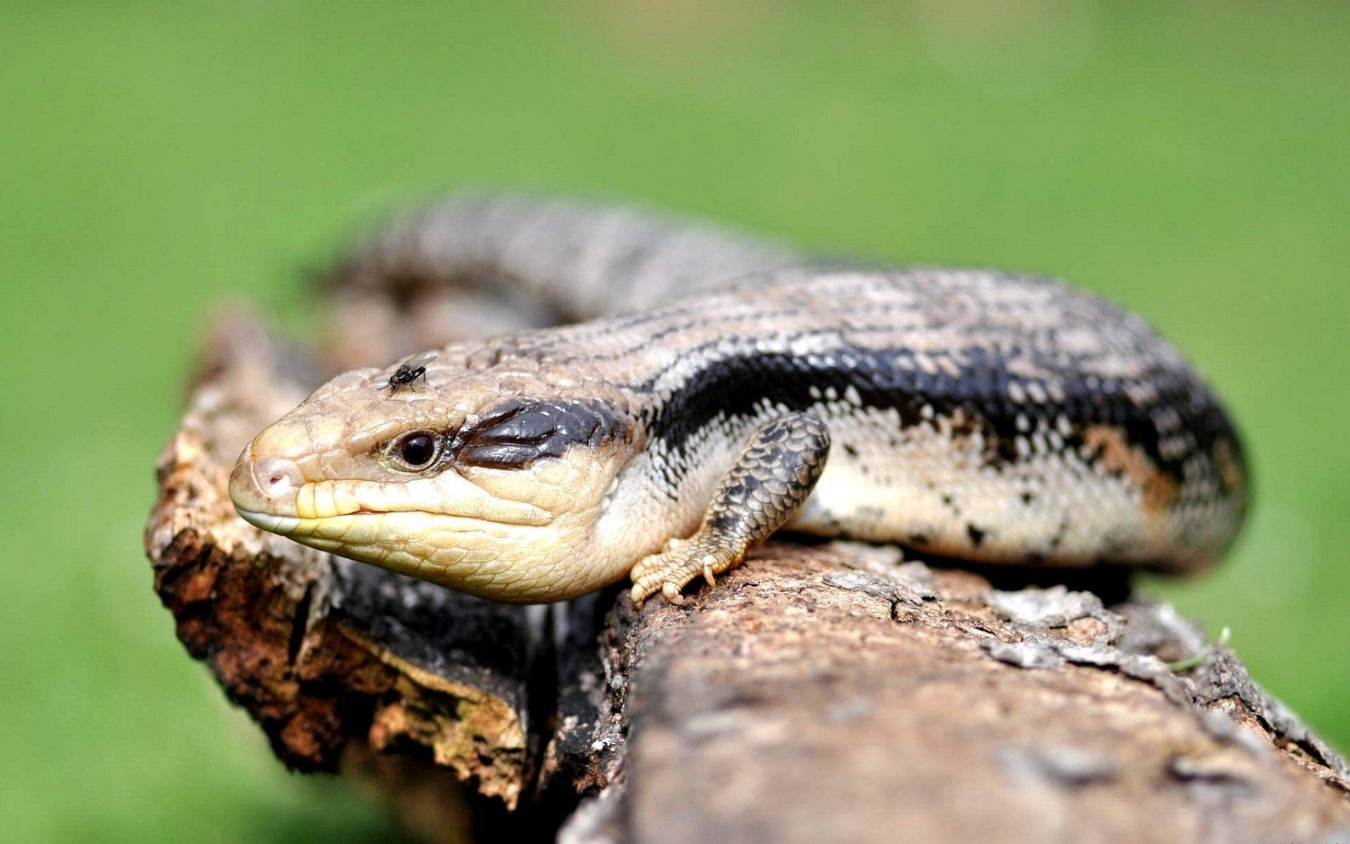 1920x1200 Blue Tongue Skink