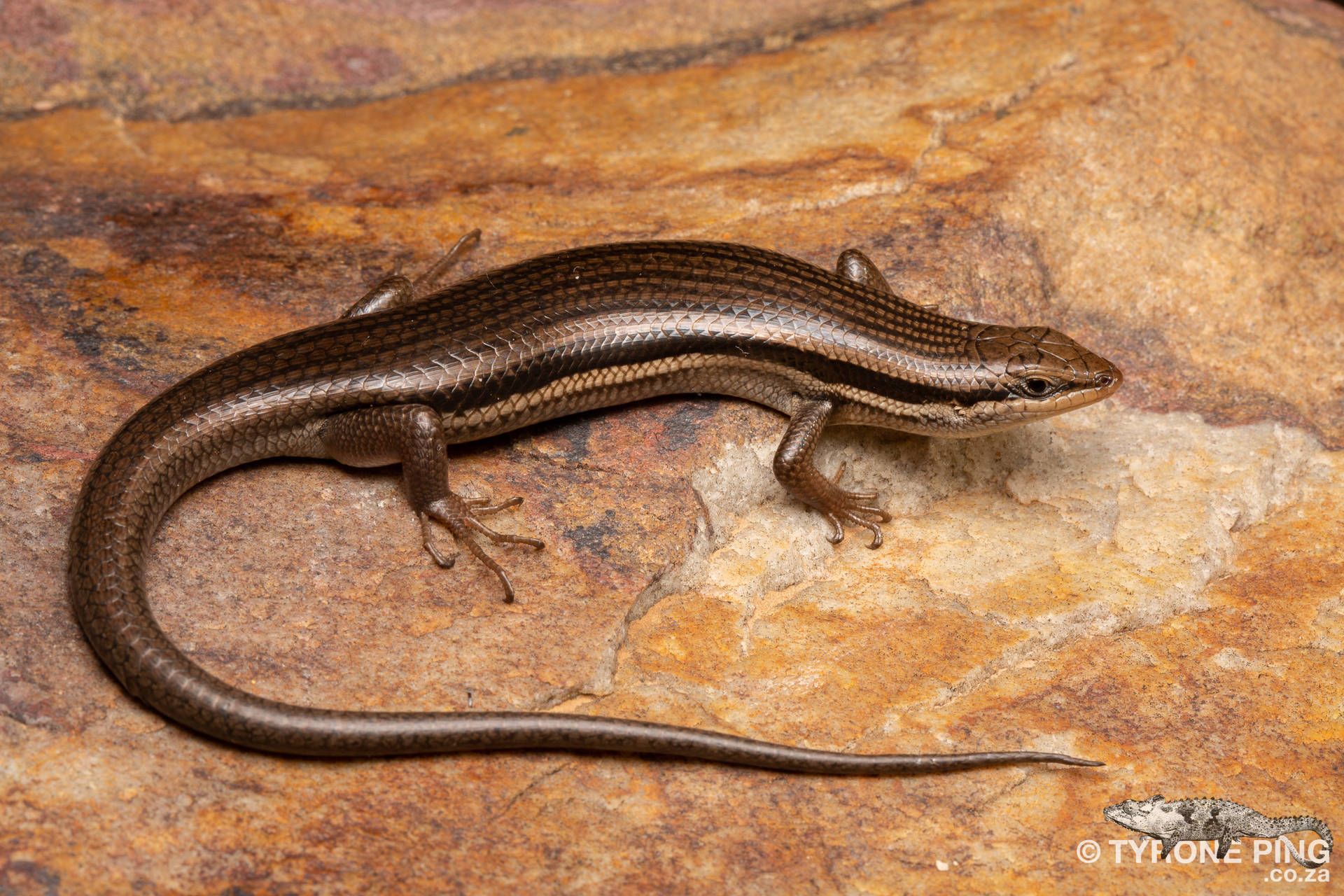 1920x1280 Download Brown Ground Skink Healthy Lizard Wallpaper