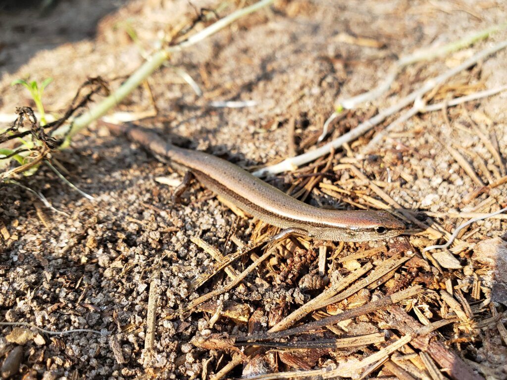 1024x768 Ground Skink (Scincella lateralis)