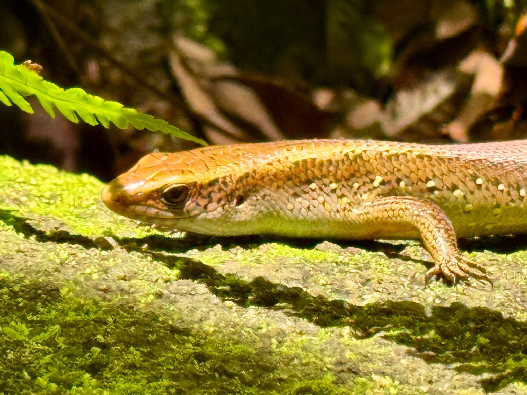 2048x1536 Skink with a colourful tail