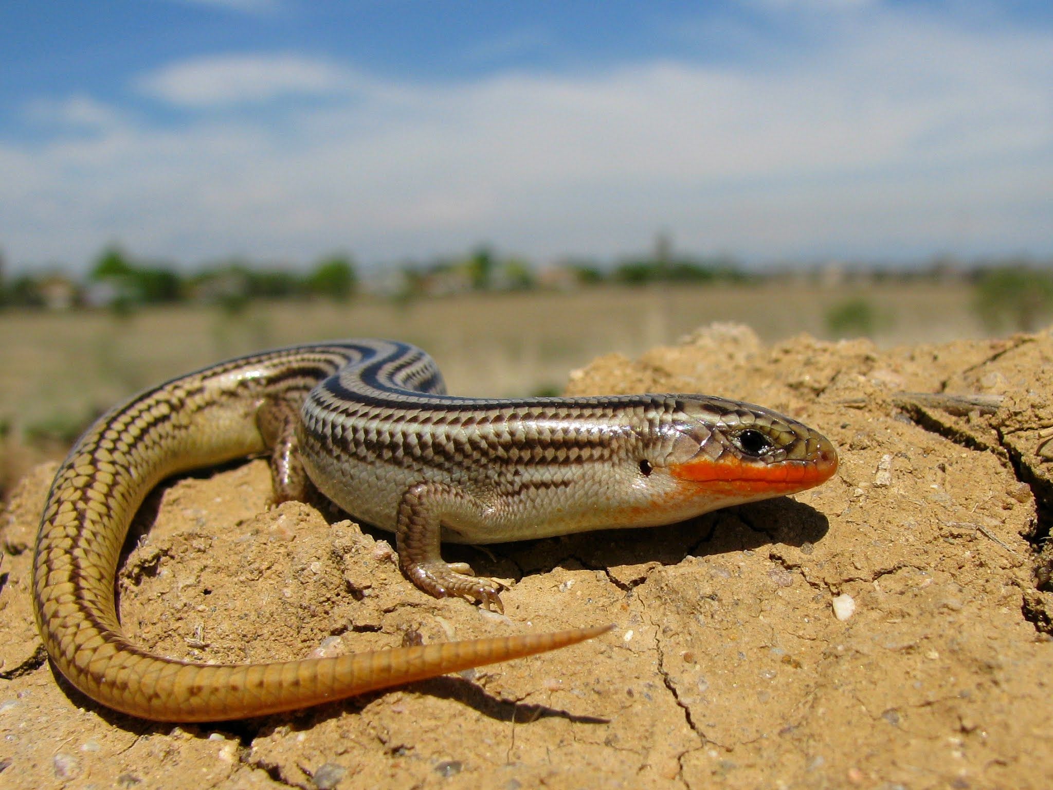 2048x1536 What is a Skink? Meet the Skink (from A Dinosaur Made Me Sneeze). Turtle Trails Publishing