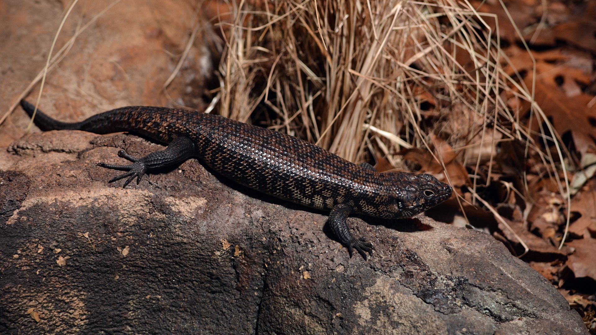 1920x1080 Skink Lizard Is Lying Down On Rock In Dry Grass Background HD Lizard Wallpaper