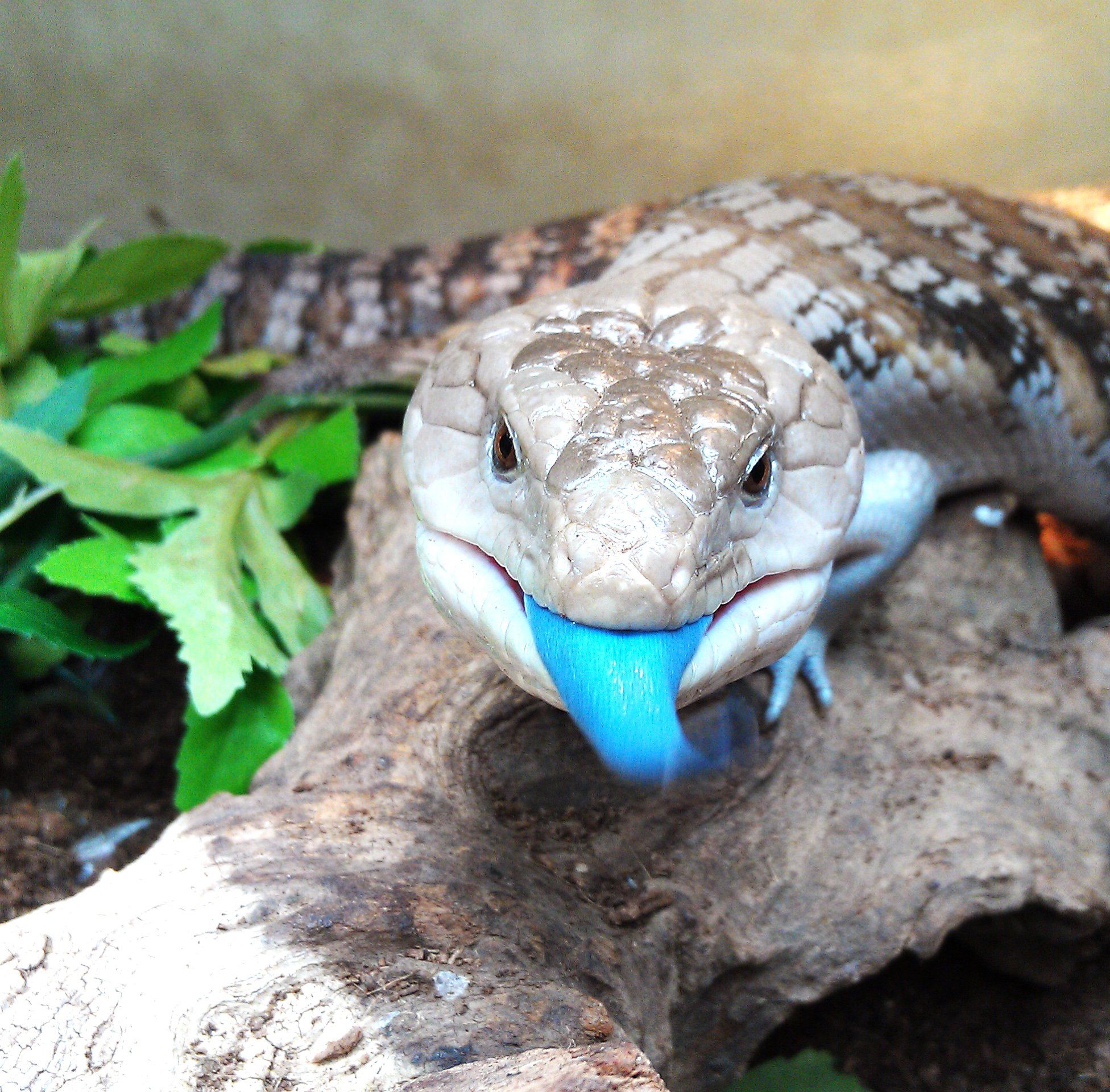 1952x1920 Skink Wallpaper 1952x1920 82472