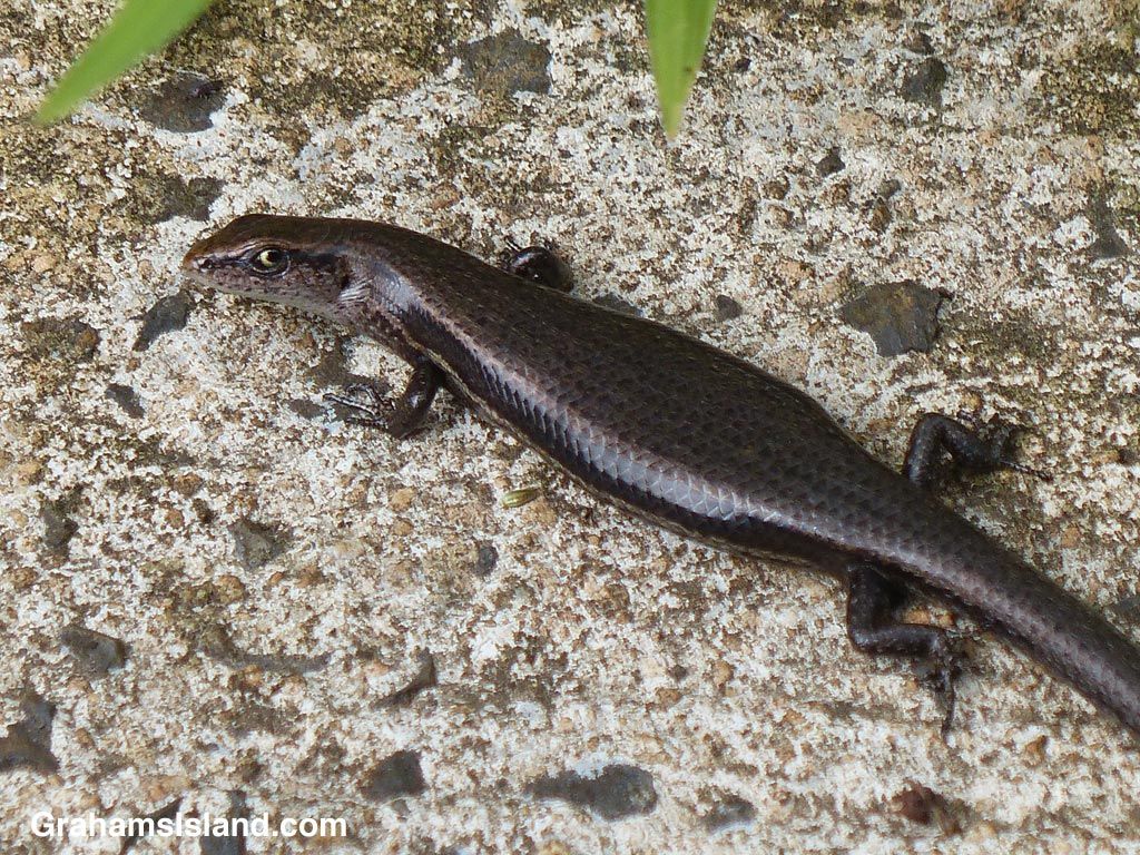 1024x768 Garden skink. Graham's Island