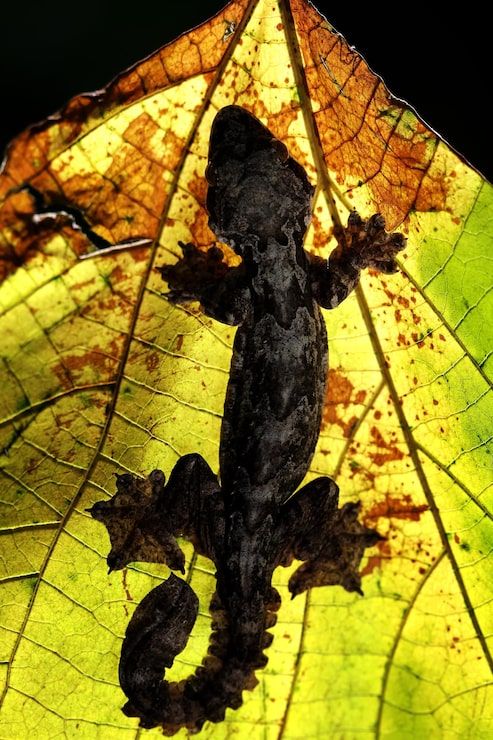 493x740 Manylined sun skink Image