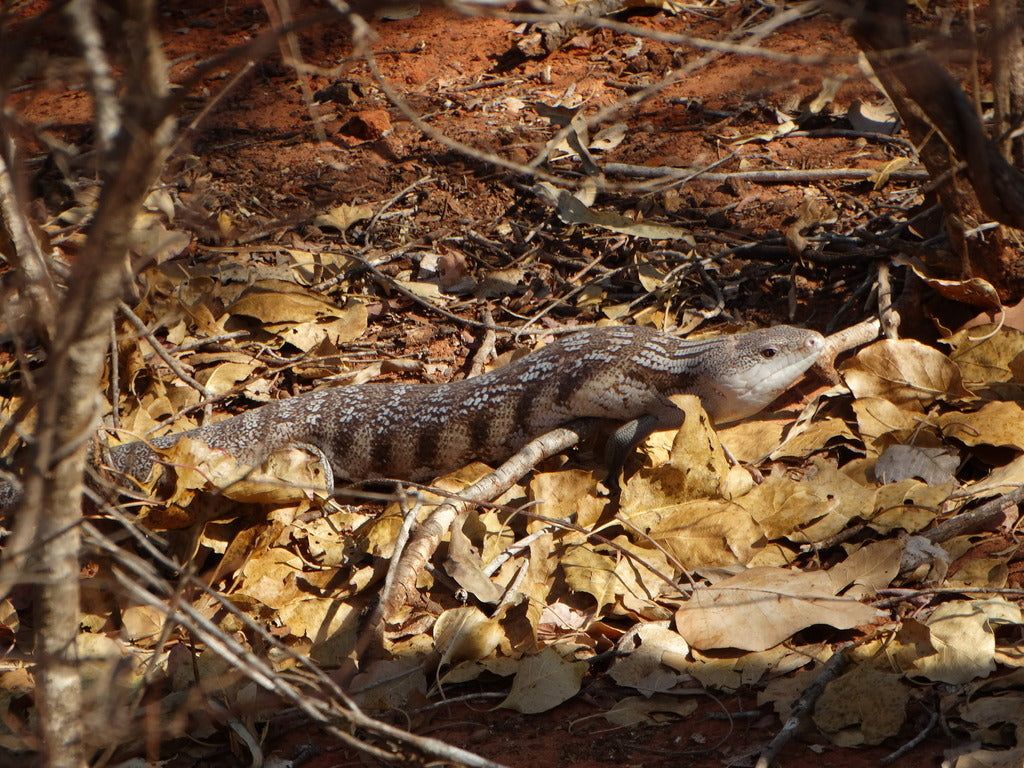1024x768 How to Set Up a Northern Blue Tongue Skink Terrarium