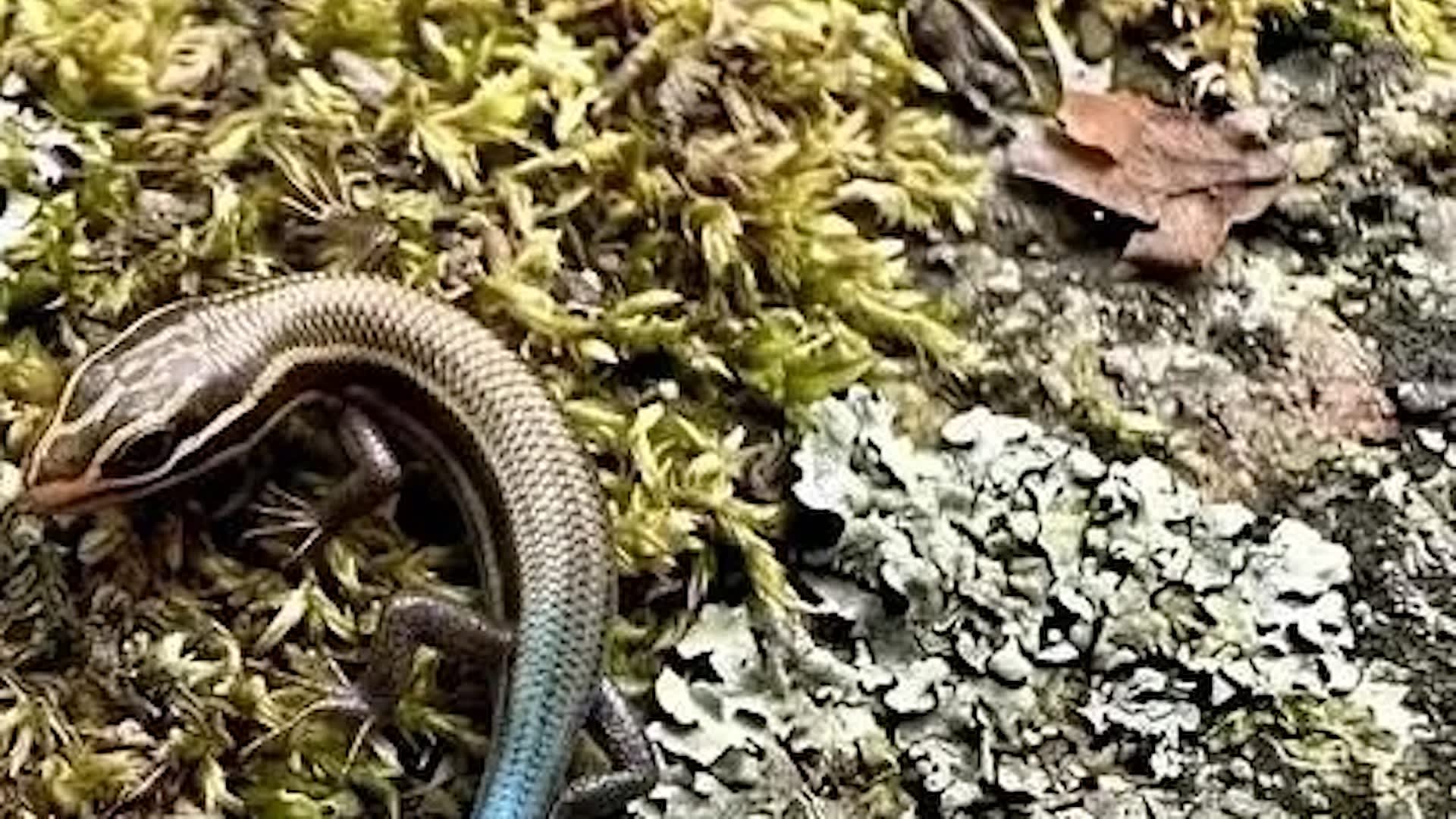 1920x1080 Seeing It For The First Time In My Life': Social Media User Seeks Help Identifying Blue Tailed Creature Found In Yard