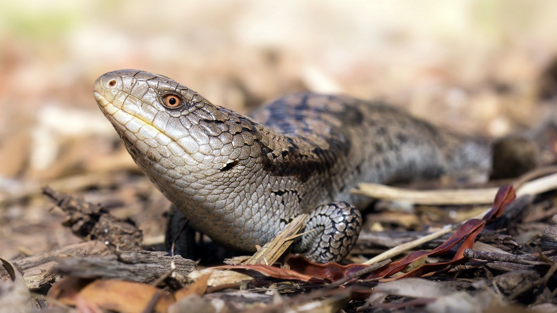 1920x1080 Blue Tongue Skink Phone Wallpaper: Free 4K & HD Downloads