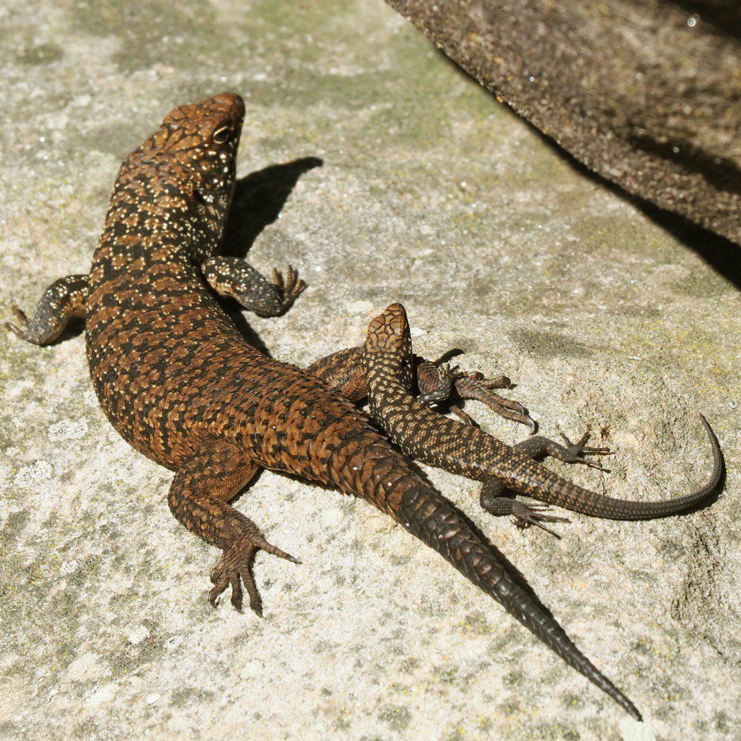 1080x1080 Cunningham's Skink Australian Museum