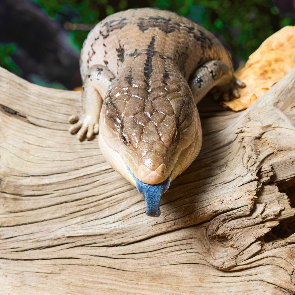 1000x1000 Blue Tongued Skink Setup: Complete Kit Centre
