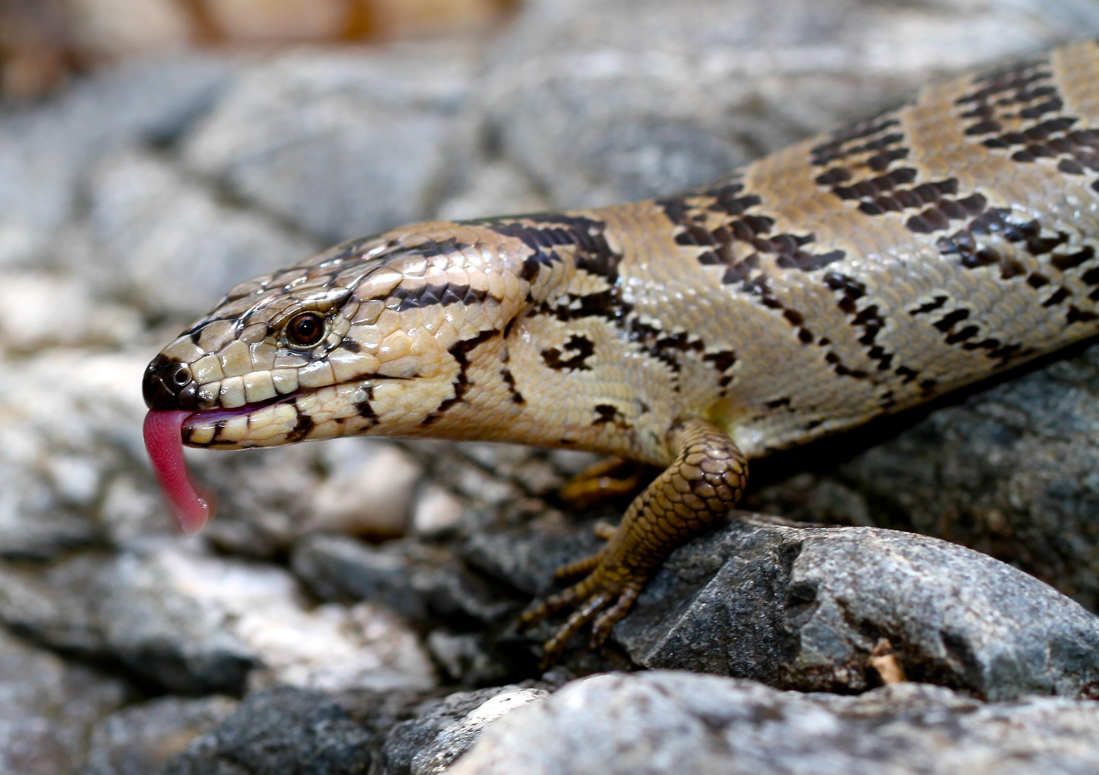 3561x2511 Skinks Wallpaper
