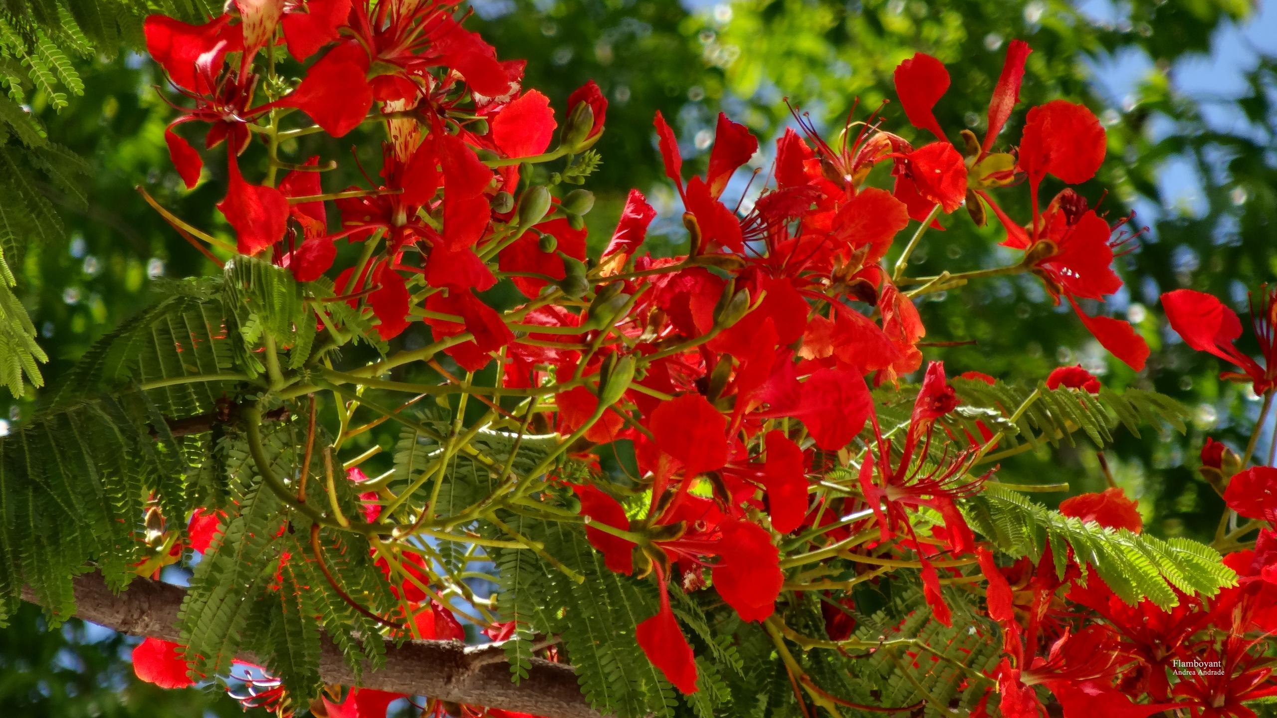 2560x1440 Flamboyant Wallpaper