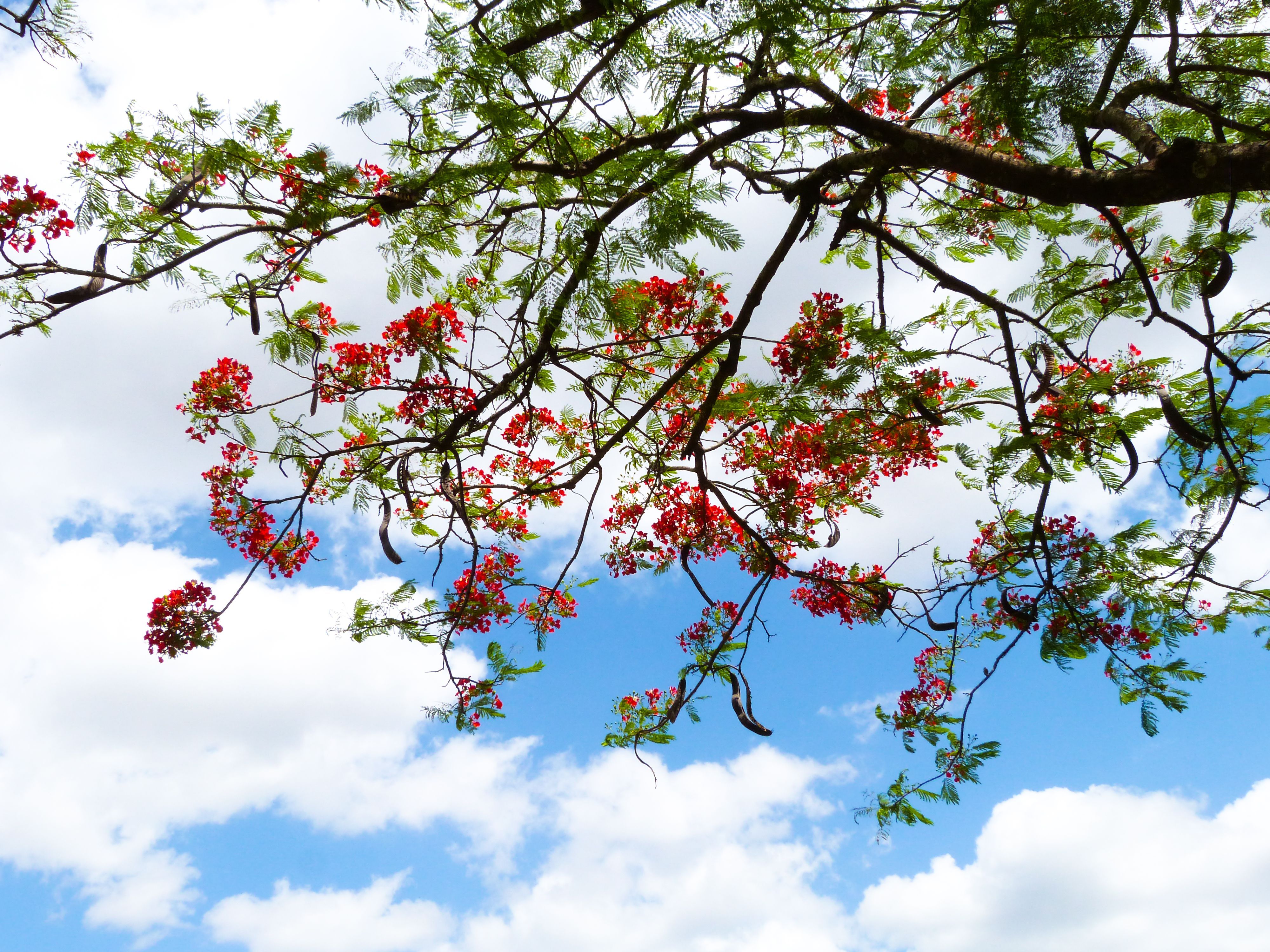 4000x3000 Flamboyant Tree Photo, Download The BEST Free Flamboyant Tree & HD Image