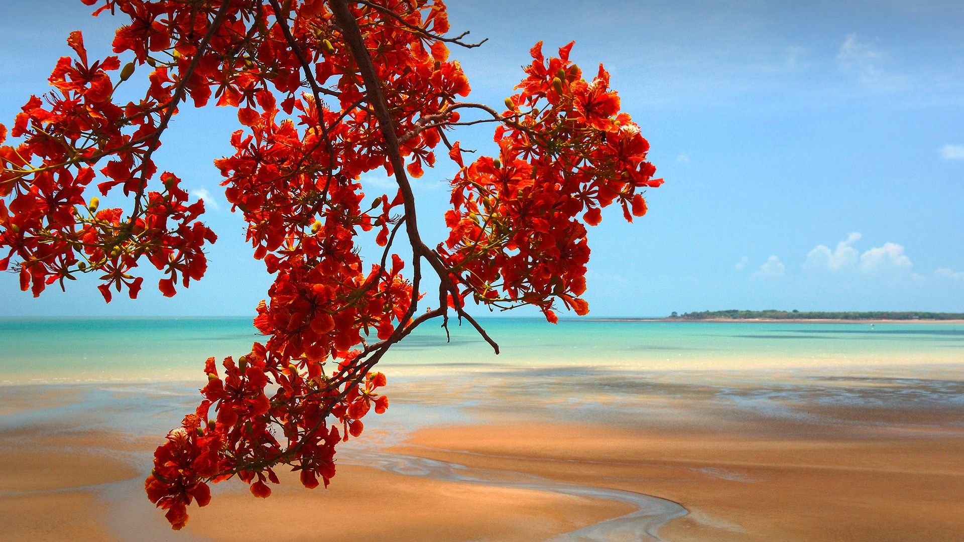 1920x1080 Flamboyant tropical tree (Delonix regia) and sandy beach, Darwin, Northern Territory, Australia. Windows Spotlight Image