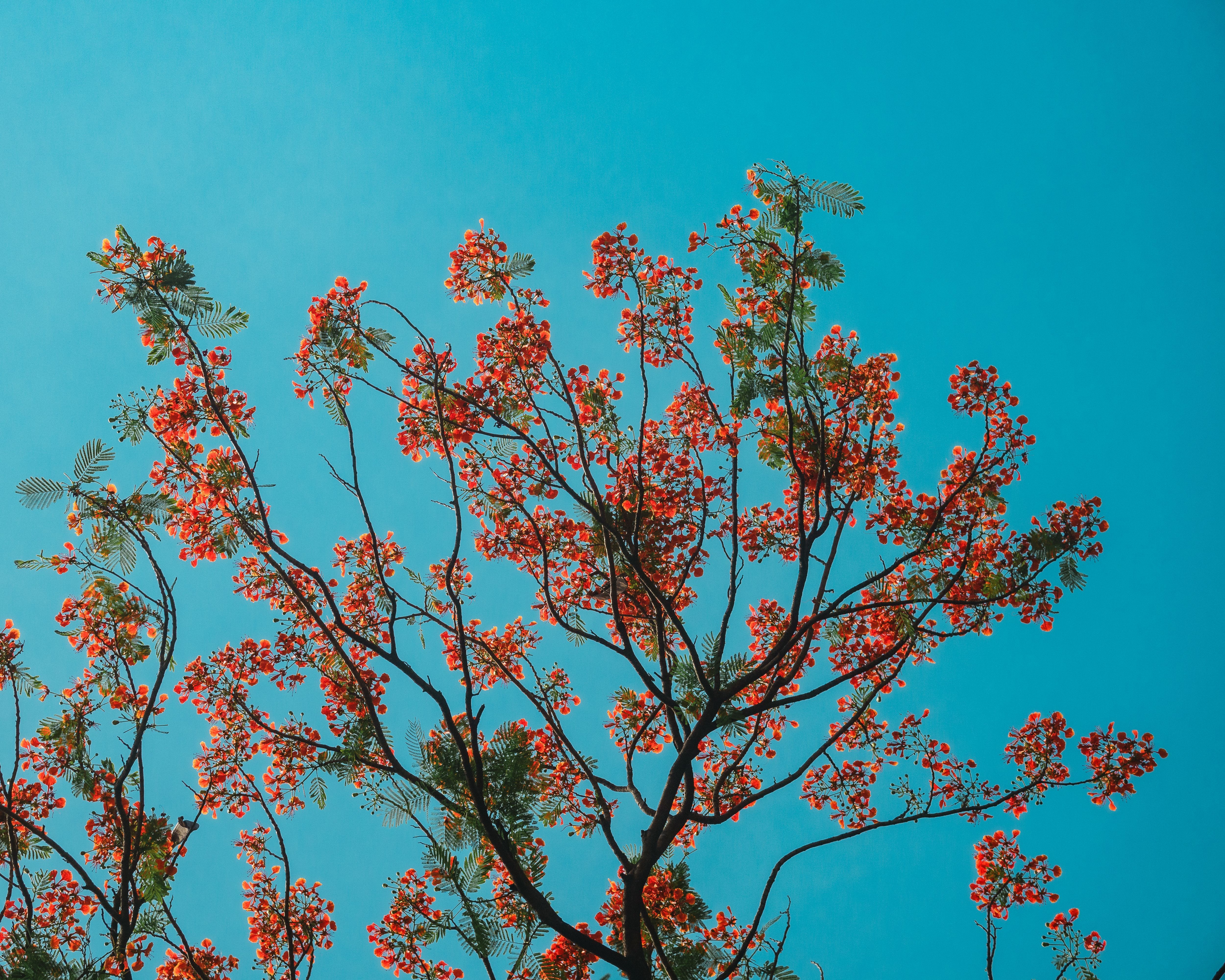 5000x4000 Vibrant Flamboyant Tree Against Blue Sky · Free