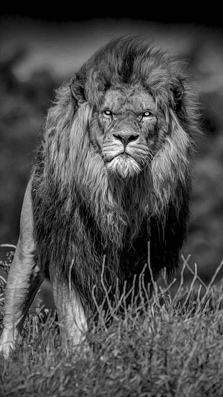 720x1280 Majestic Lion Walking in the Grass. Lion picture black and white, Black lion wallpaper for iphone, Lion walking towards camera wallpaper