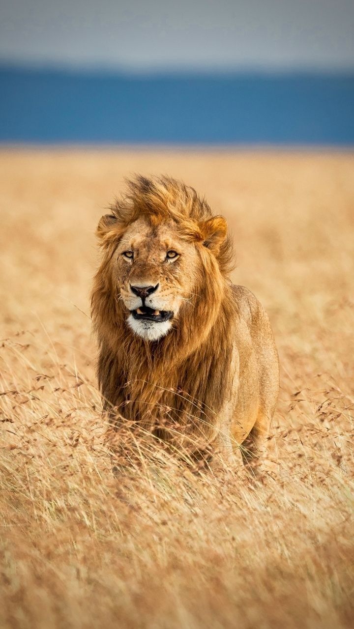 720x1280 Lion Walking Through Tall Grass. Walking lion wallpaper, Calm lion wallpaper, Lion running wallpaper