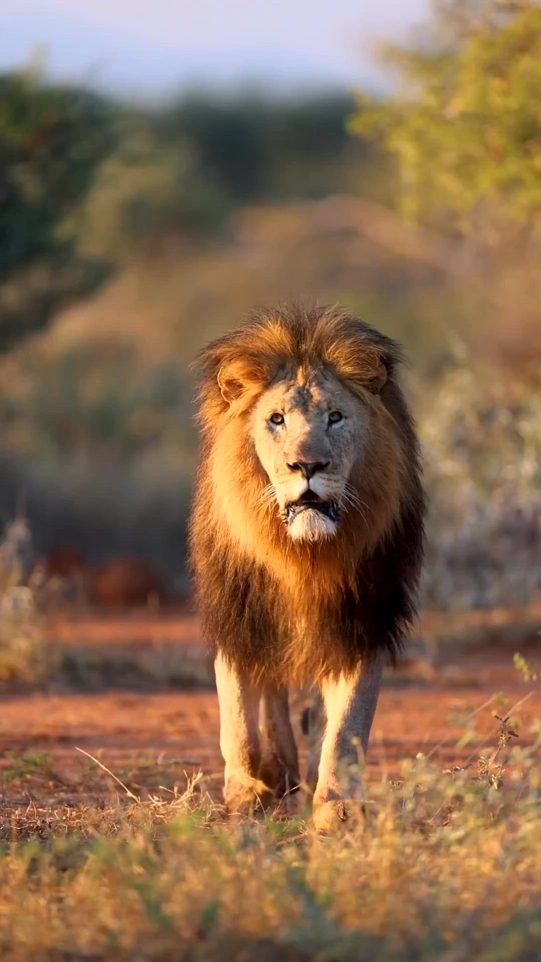 1080x1920 Lion
