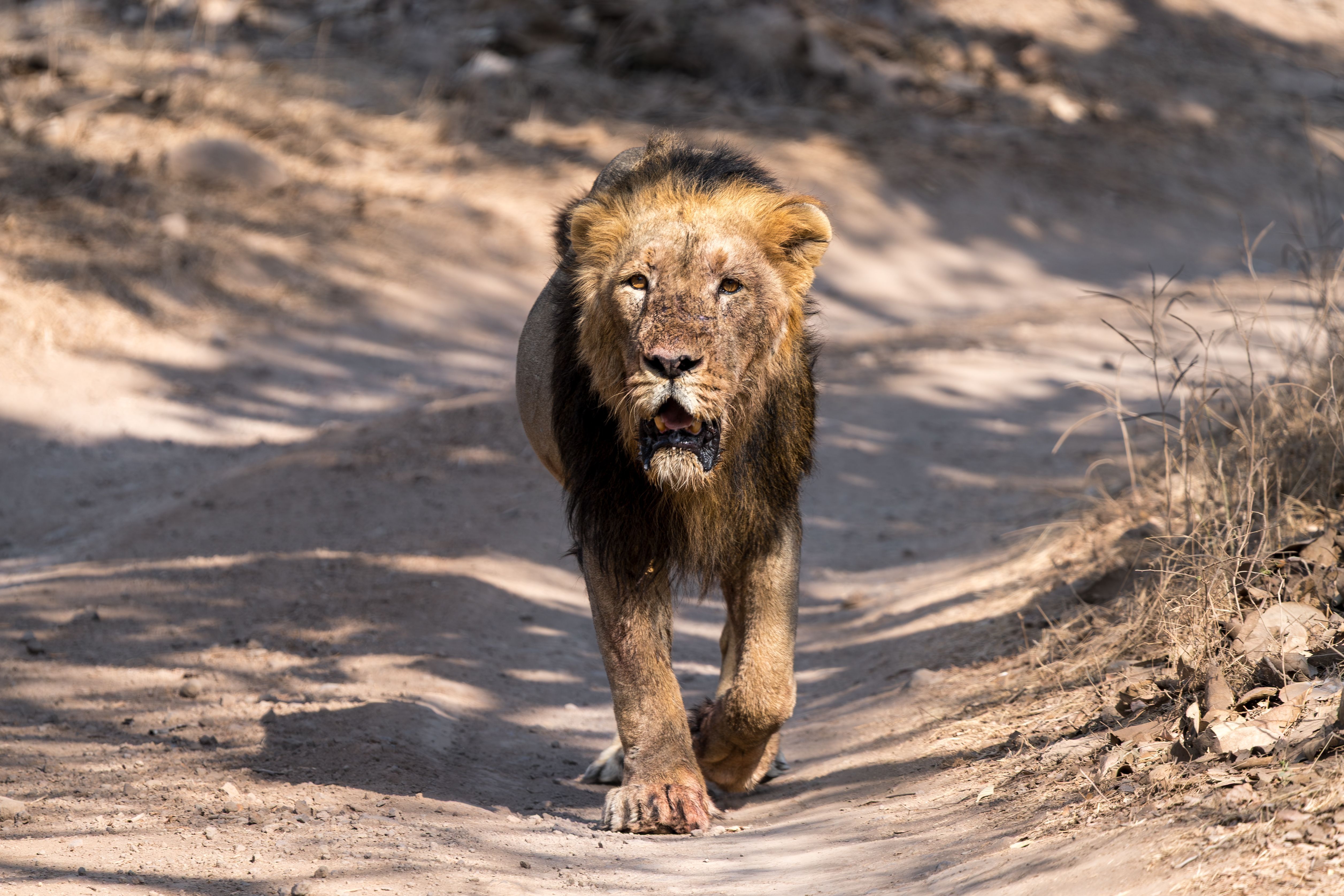 5025x3350 Lion Walking Photo, Download The BEST Free Lion Walking & HD Image