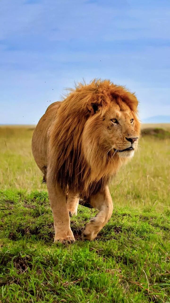 720x1280 Majestic Lion Walking in Green Field. Walking lion wallpaper, Largest lion ever, Lion facts part 4