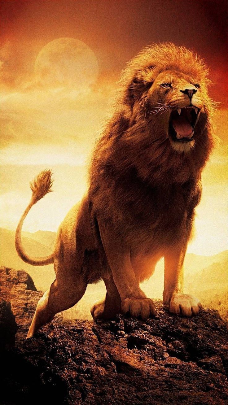 736x1308 Lion HD Wallpaper Free. Lion pics hd, Roaring lion wallpaper, Standing lion wallpaper
