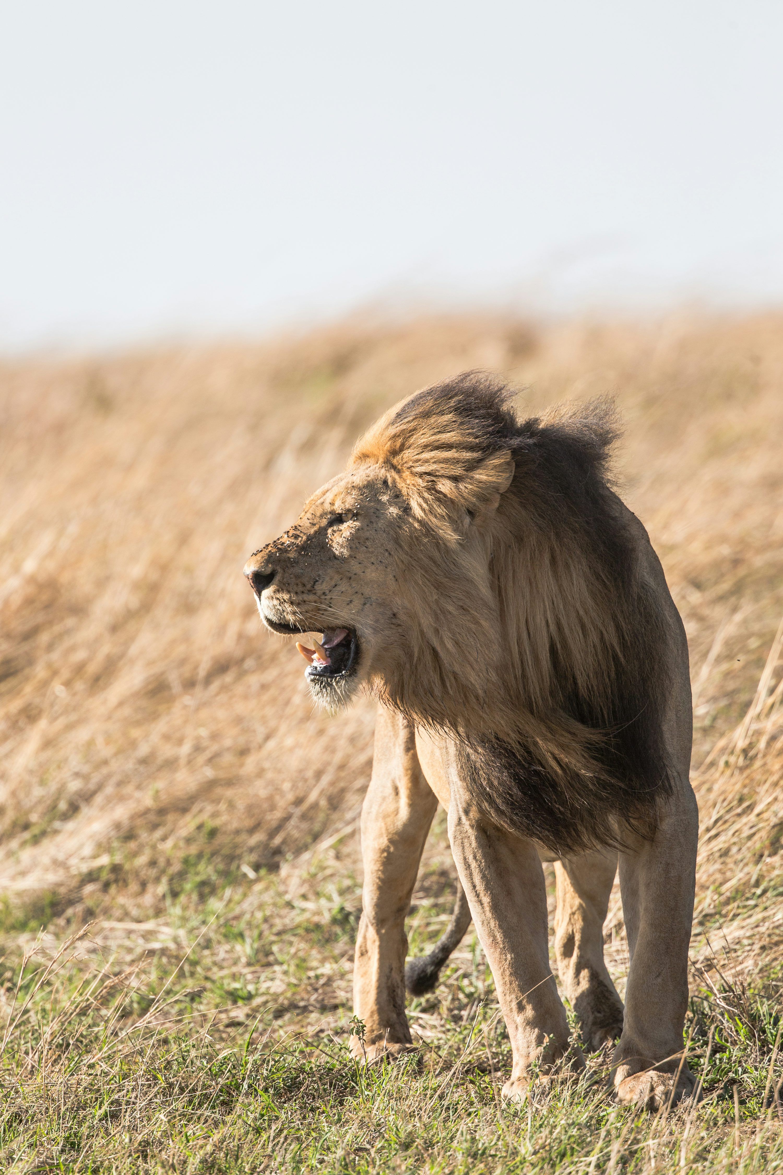 3000x4500 Lion Walking Picture. Download Free Image