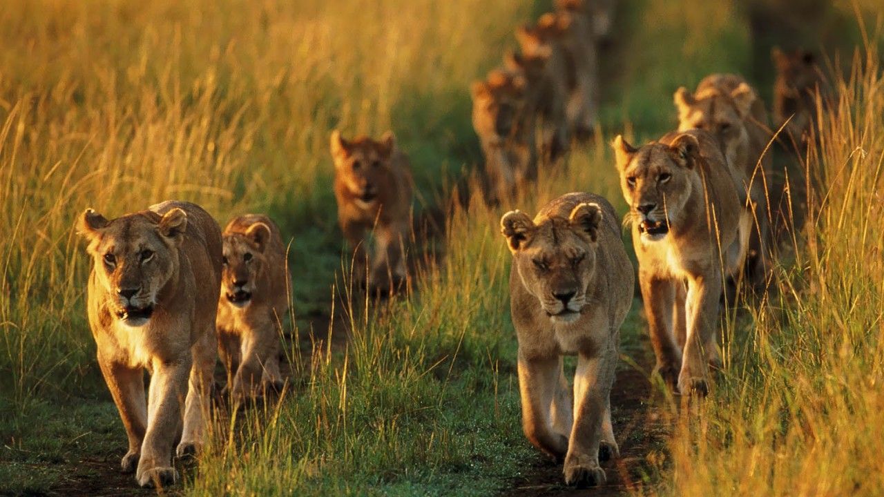 1280x720 Lions Are Walking On Line Between Field HD Lion Wallpaper
