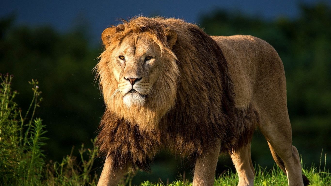 1366x768 Lion Walk Desktop Wallpaper 18390