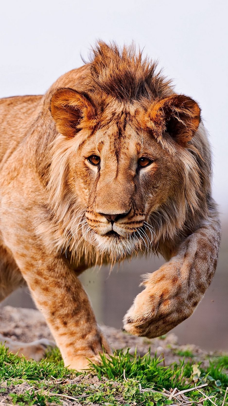 938x1668 Lion Walking Wallpaper