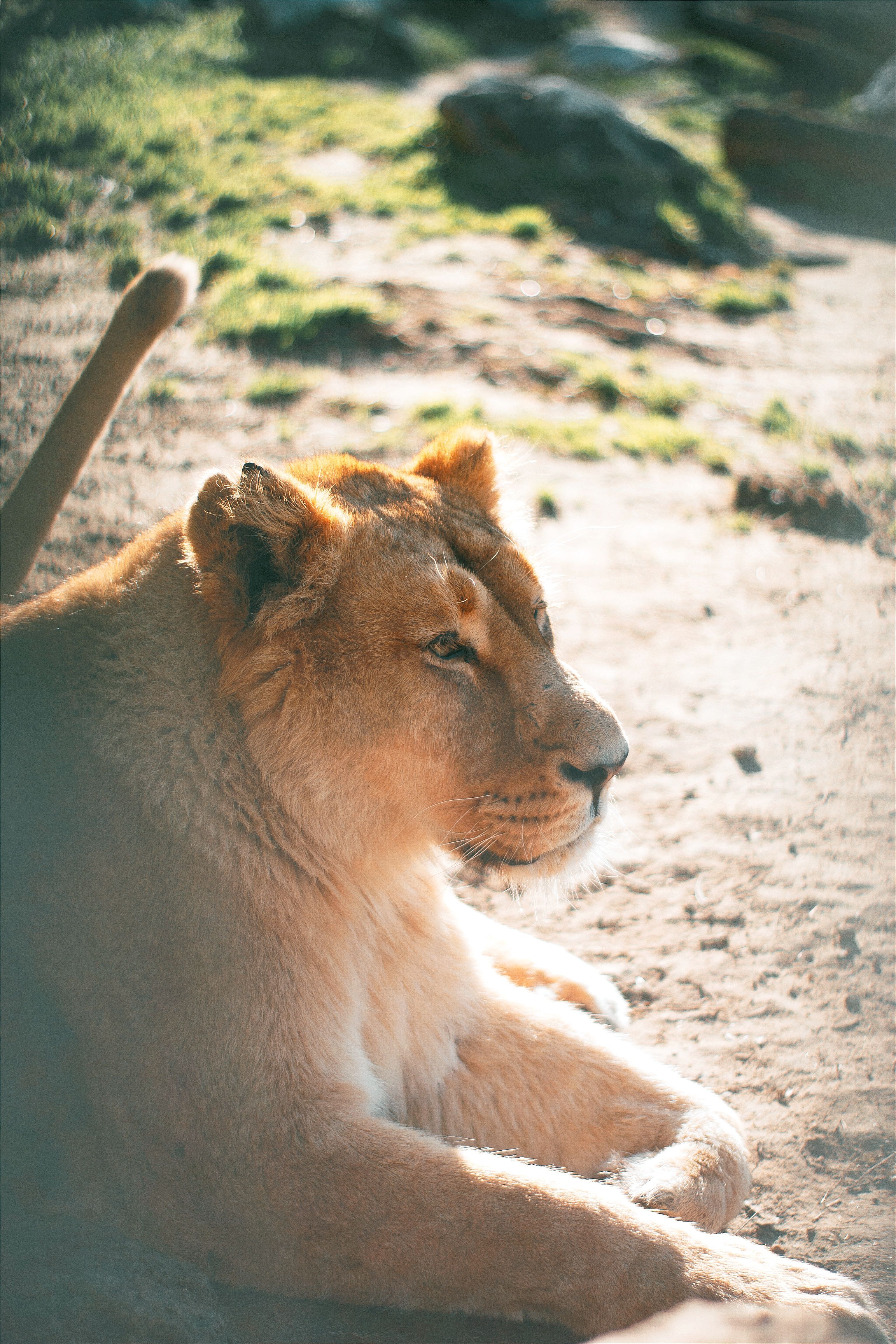 3072x4608 Lion Walking on Sand · Free