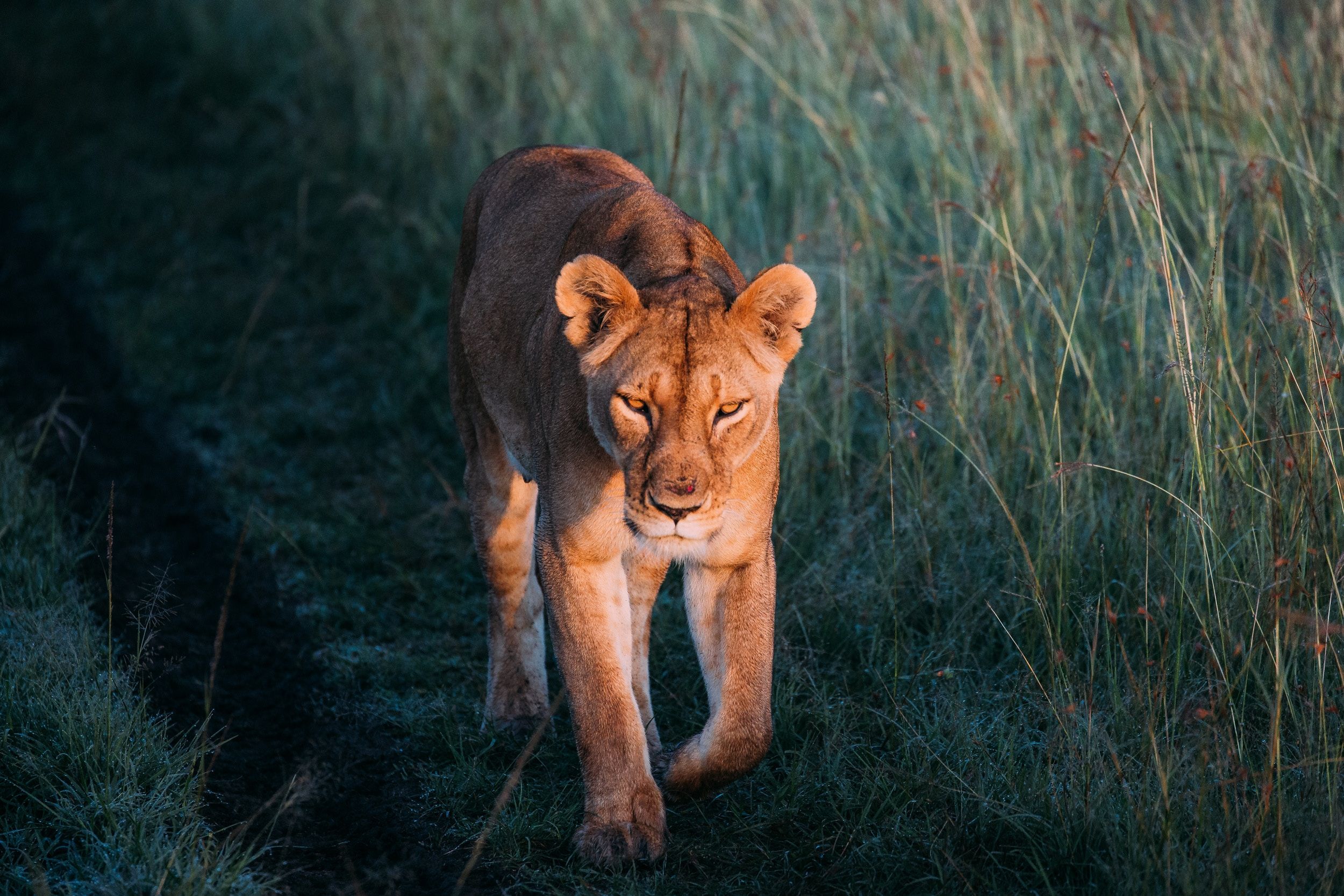 2500x1667 Lion Walking Wallpaper, HD Animals Wallpaper, 4k Wallpaper, Image, Background, Photos and Picture