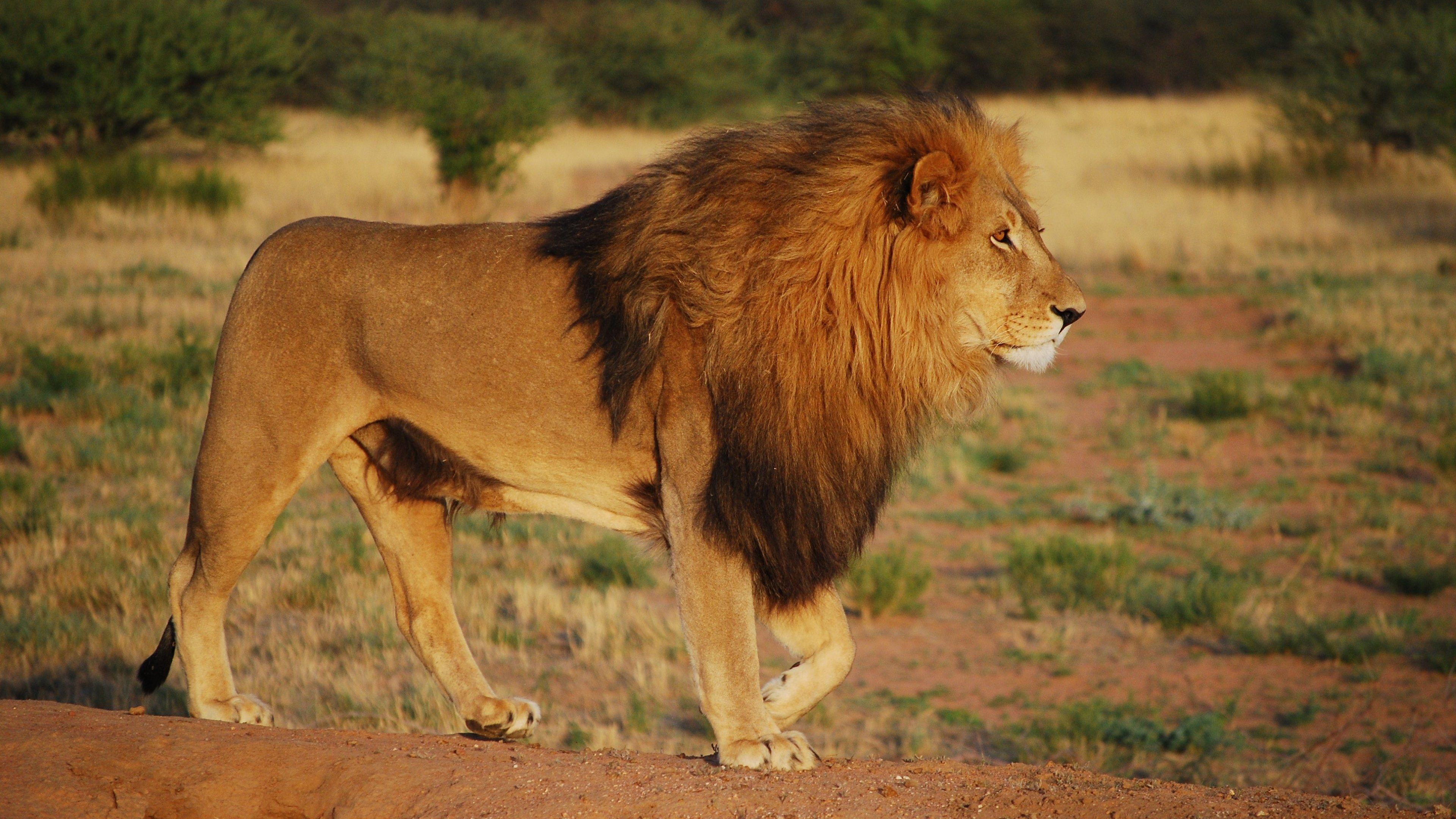 3840x2160 Predator Lion Is Walking On Forest Landscape 4K HD Lion Wallpaper