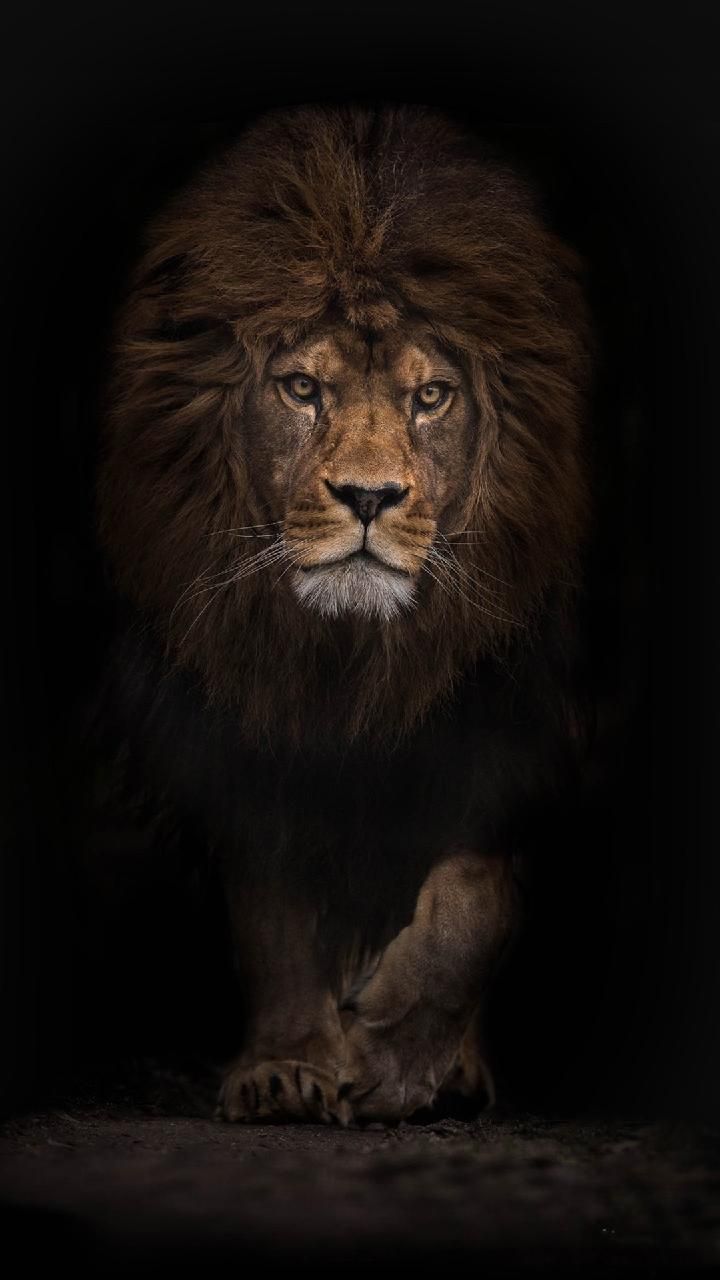 720x1280 Download Lion Wallpaper by Shoaib_Chaudhry. Lion picture, Lion photography, Lion image