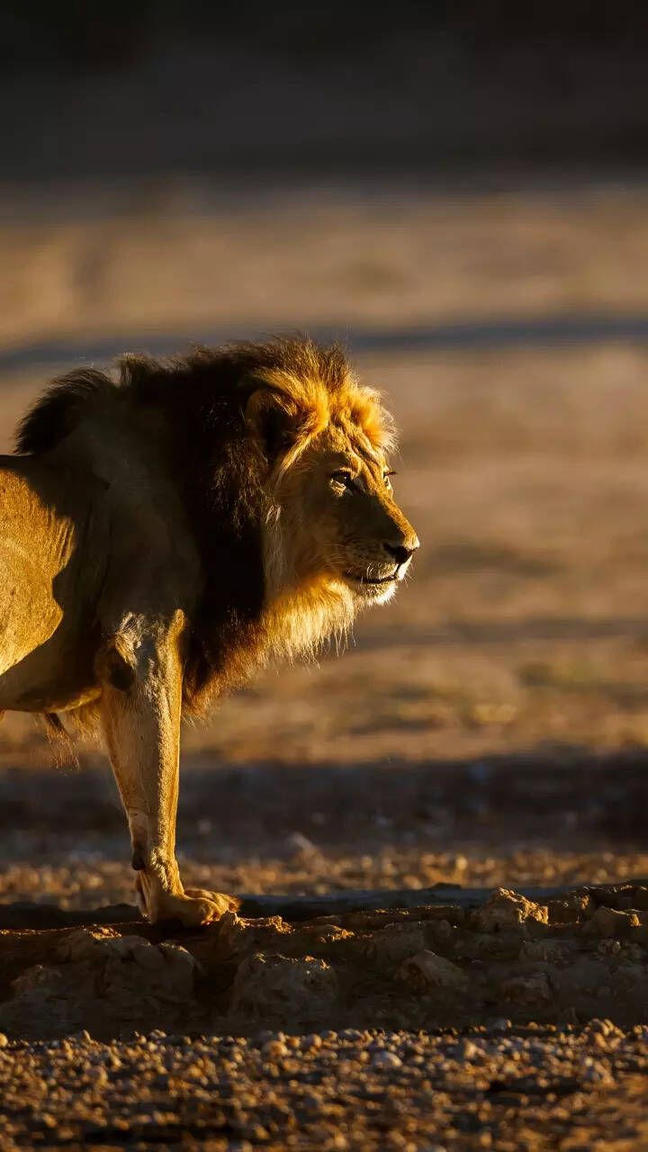720x1280 safaris around the world to see lions up close. Times of India