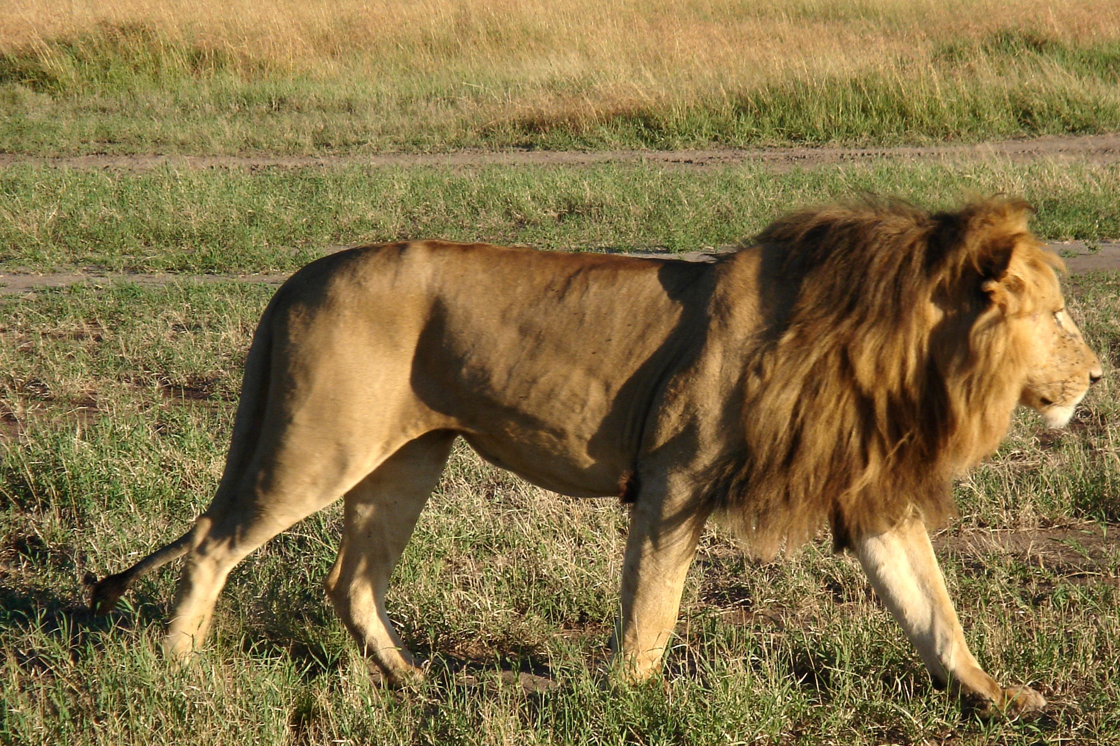 2237x1491 Lion Walk Wallpaper 18392