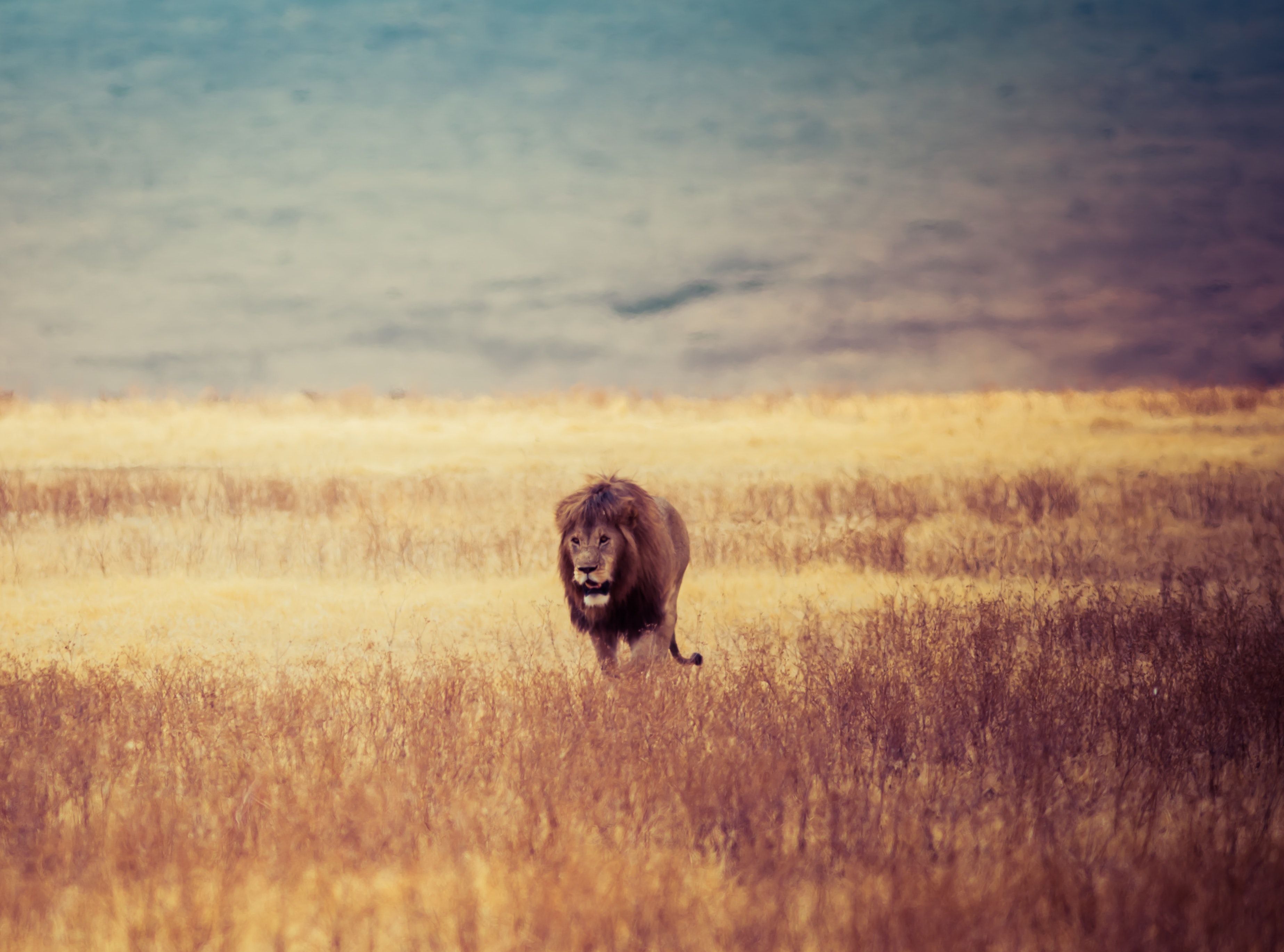 3695x2739 Free photo: Brown Lion Walking on Brown Withered Grass Field, Carnivore, Countryside