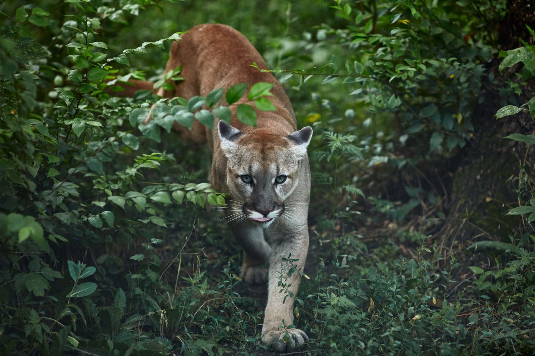 1800x1200 Download Mountain Lion Walking In Jungle Picture