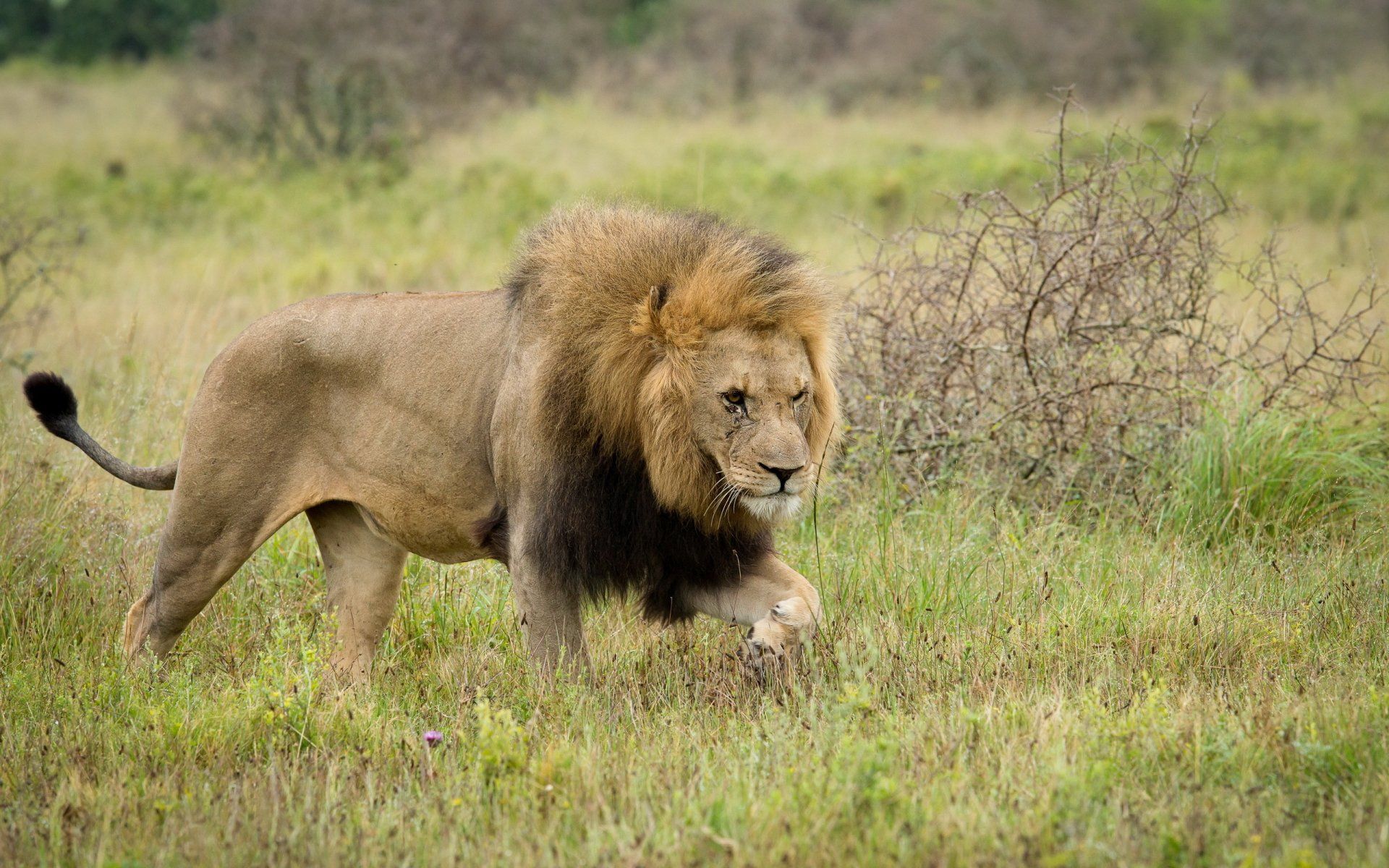 1920x1200 Majestic Lion HD Wallpaper: The King of the Wild in Stunning Detailx1600