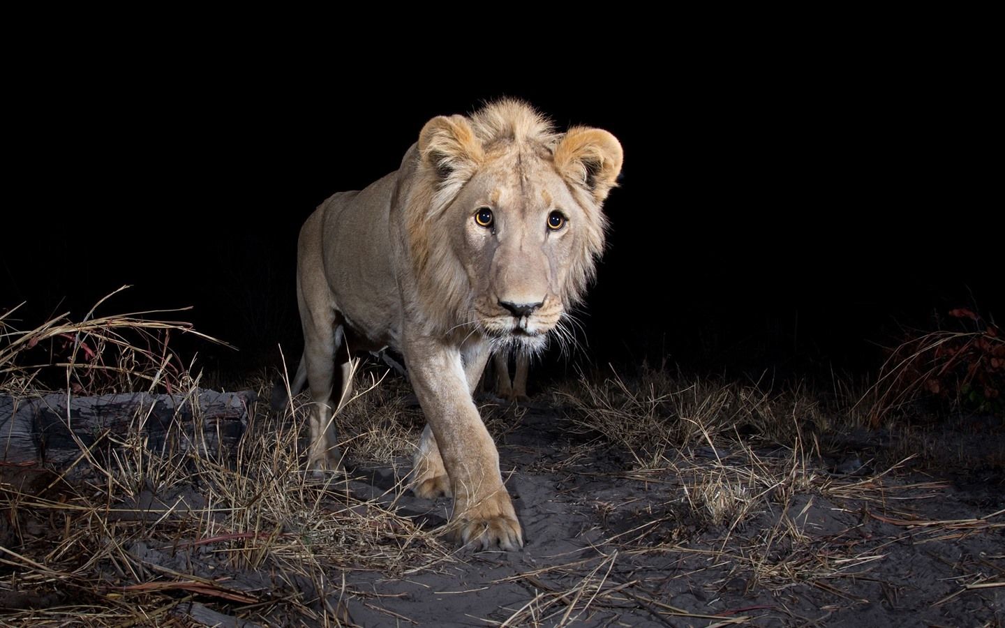 1440x900 Wallpaper Lion walking at night 1920x1200 Picture, Image