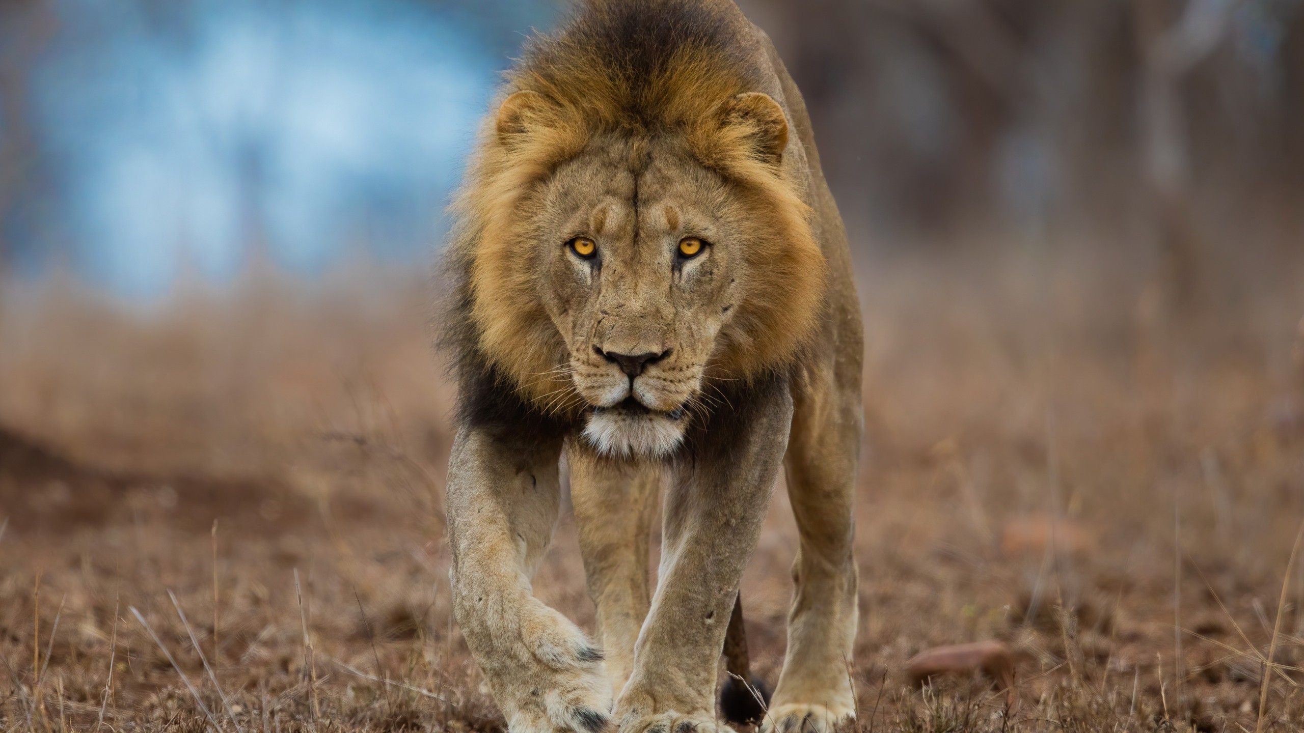 2560x1440 Lion Is Walking On Dry Grassland In Blur Background HD Lion Wallpaper