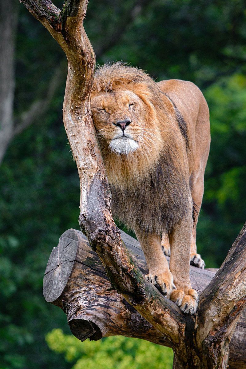800x1200 Male lion walking, carnivore wildlife