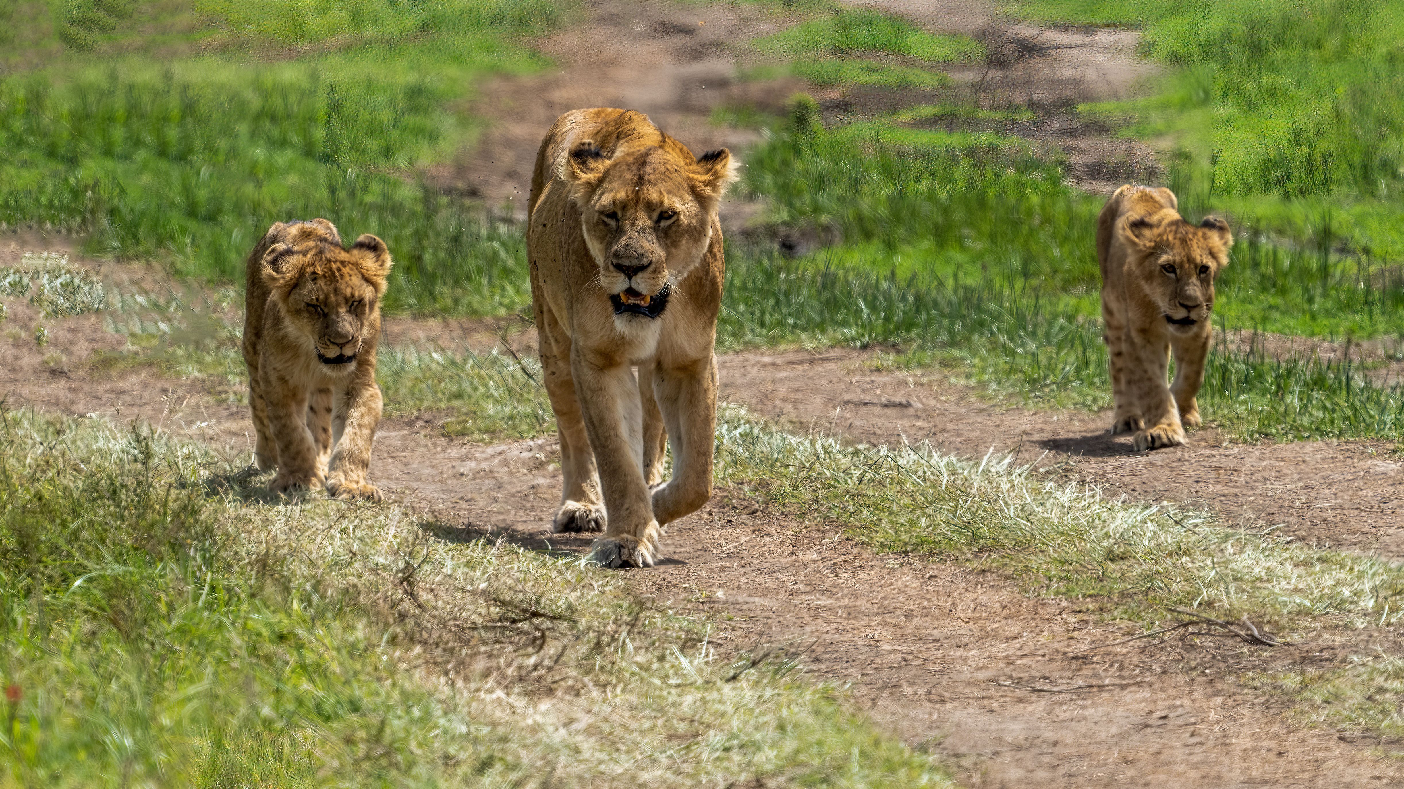 4889x2750 Lions Walking Photo, Download The BEST Free Lions Walking & HD Image