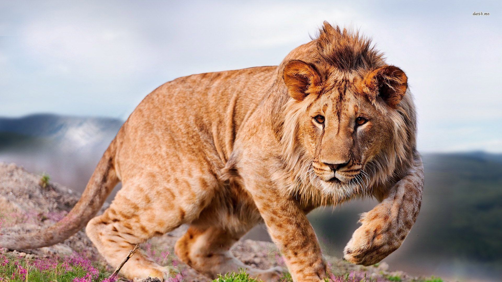 1920x1080 Majestic Lion HD Wallpaper: The King in Actionx1080