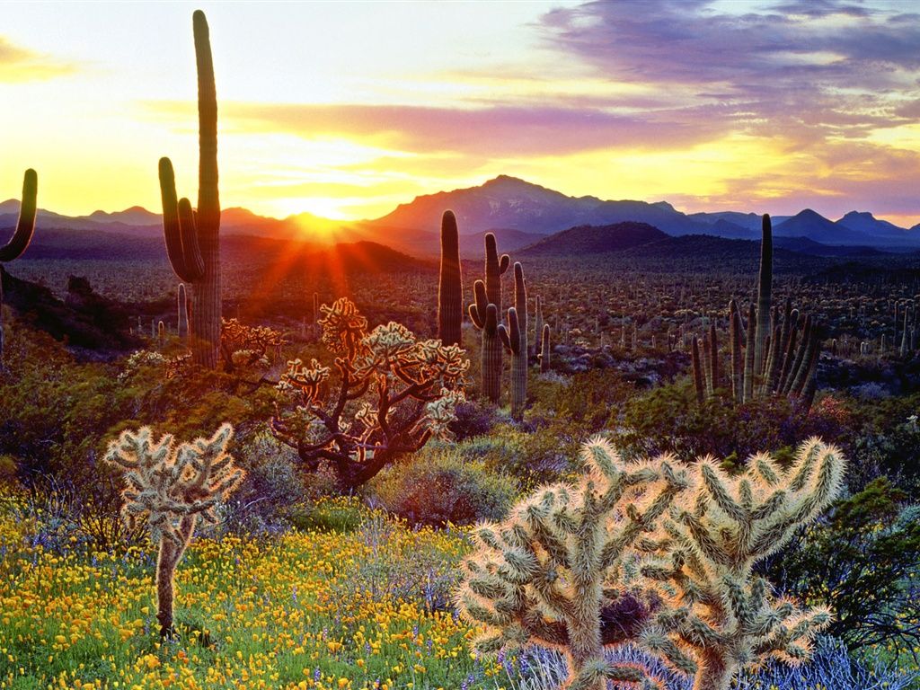 1024x768 American Scenery, The Mountain Is Covered With Cactus 640x1136 IPhone 5 5S 5C SE Wallpaper, Background, Picture, Image