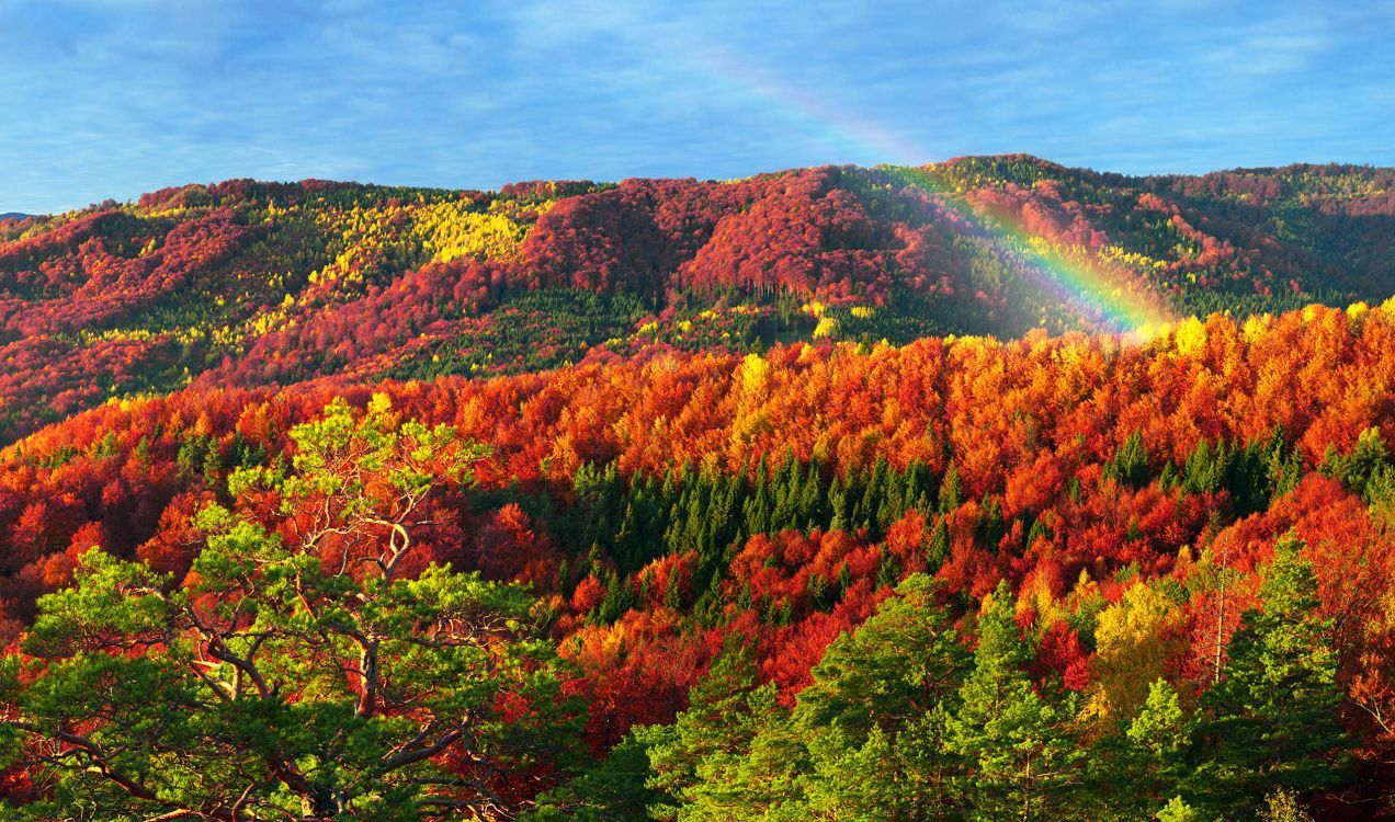 1272x750 Wallpaper Green and Orange Trees Under Blue Sky During Daytime, Background Free Image