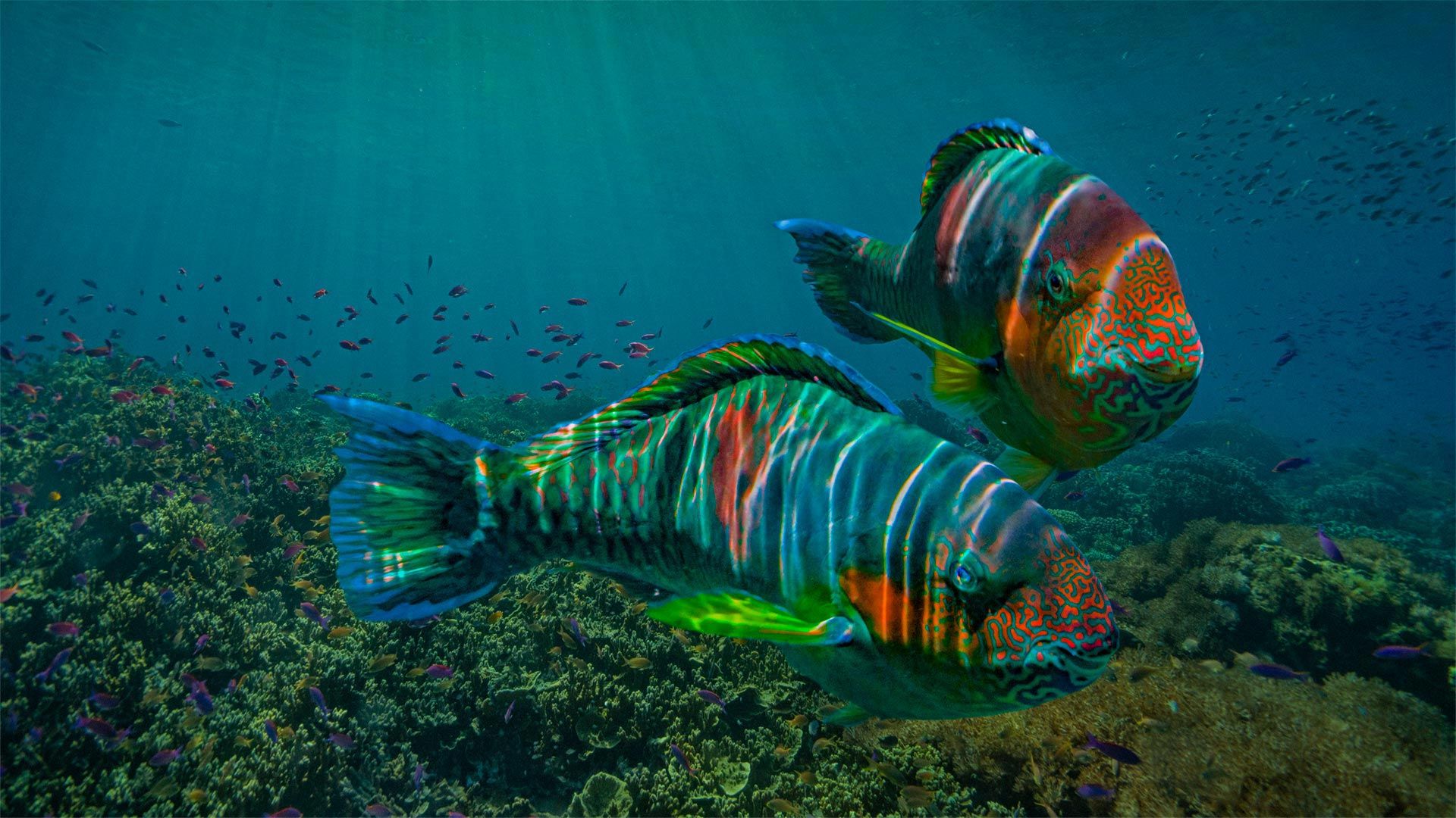 1920x1080 Vibrant Parrotfish