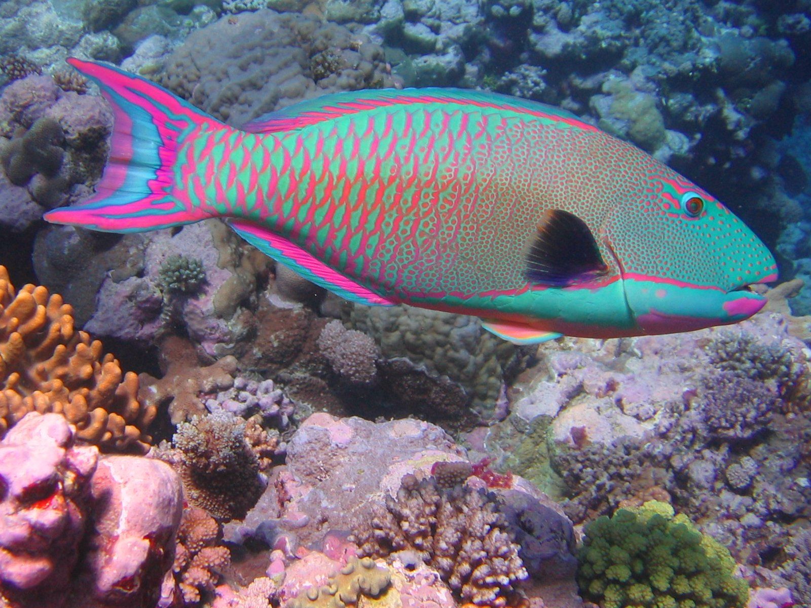 1600x1200 Cetoscarus ocellatus