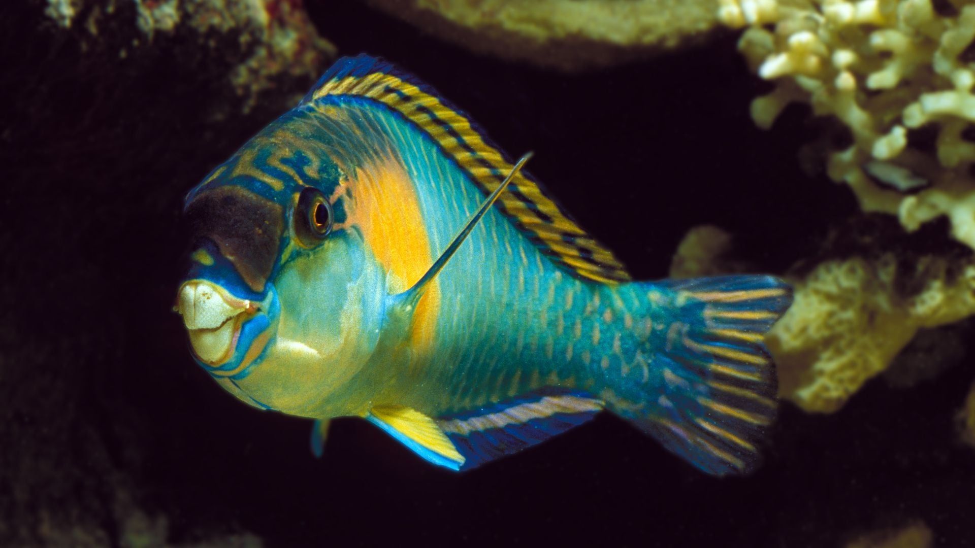 1920x1080 Why Parrotfish Are Essential to the Health of Our Oceans