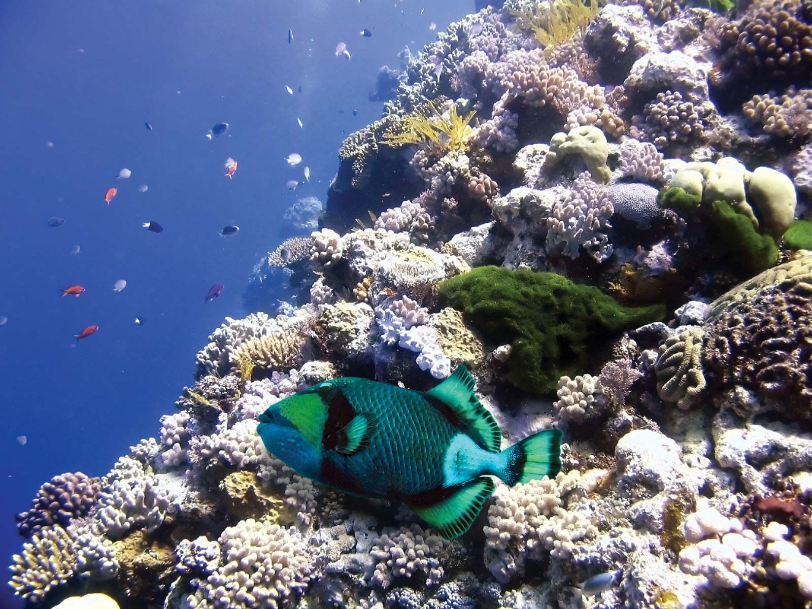 1600x1200 Parrot fish. Coral Reefs, Herbivores, Scales
